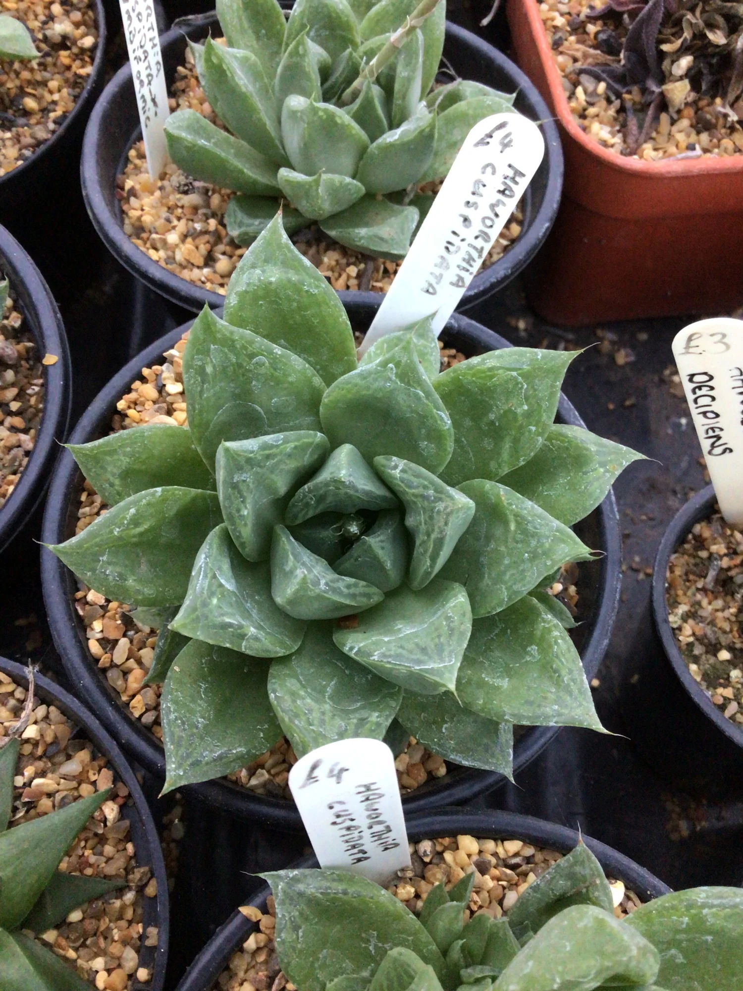 Haworthia Cuspidata — Williams Cactus