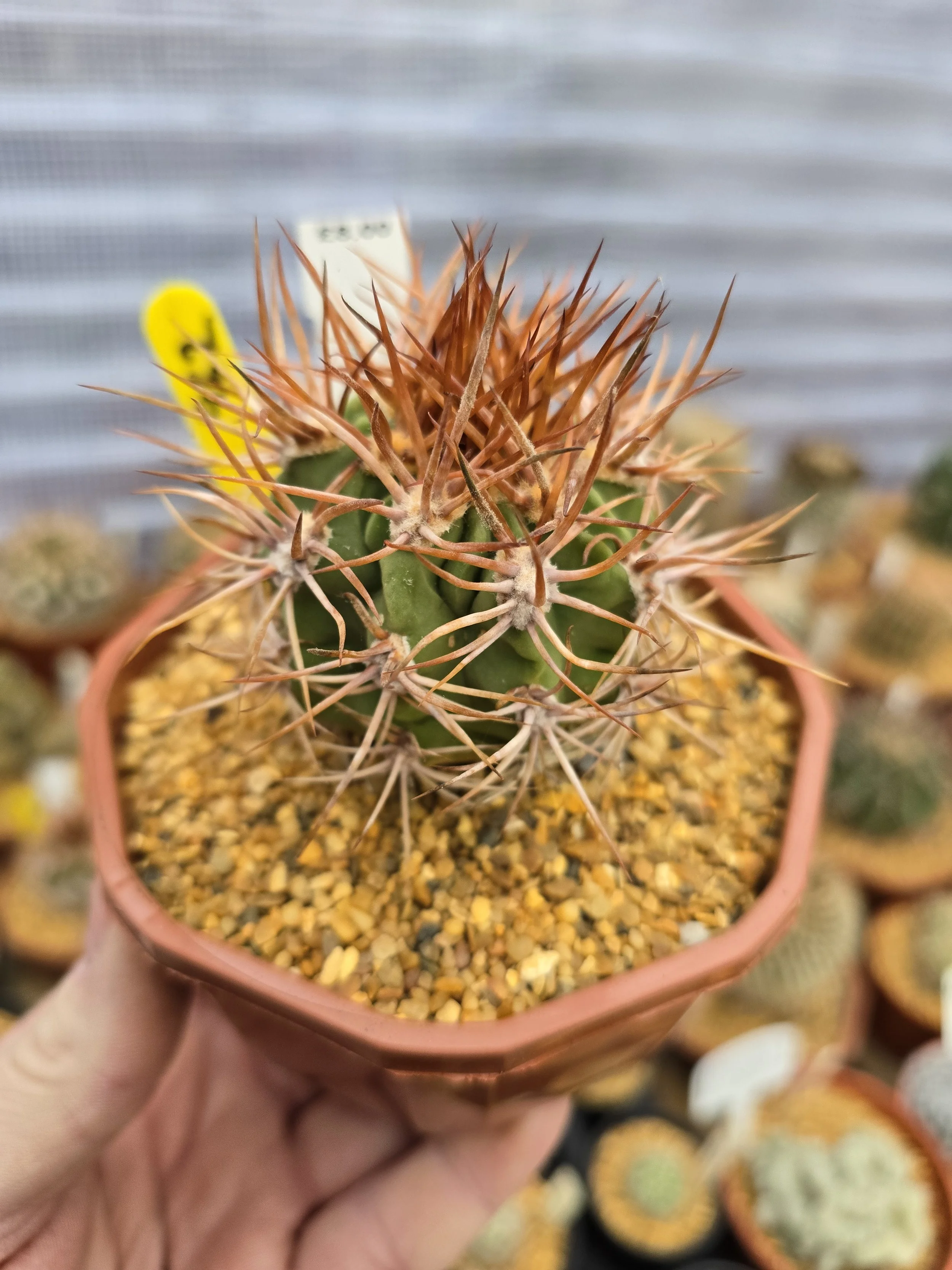 962 DENMOZA RHODACANTHA.jpg