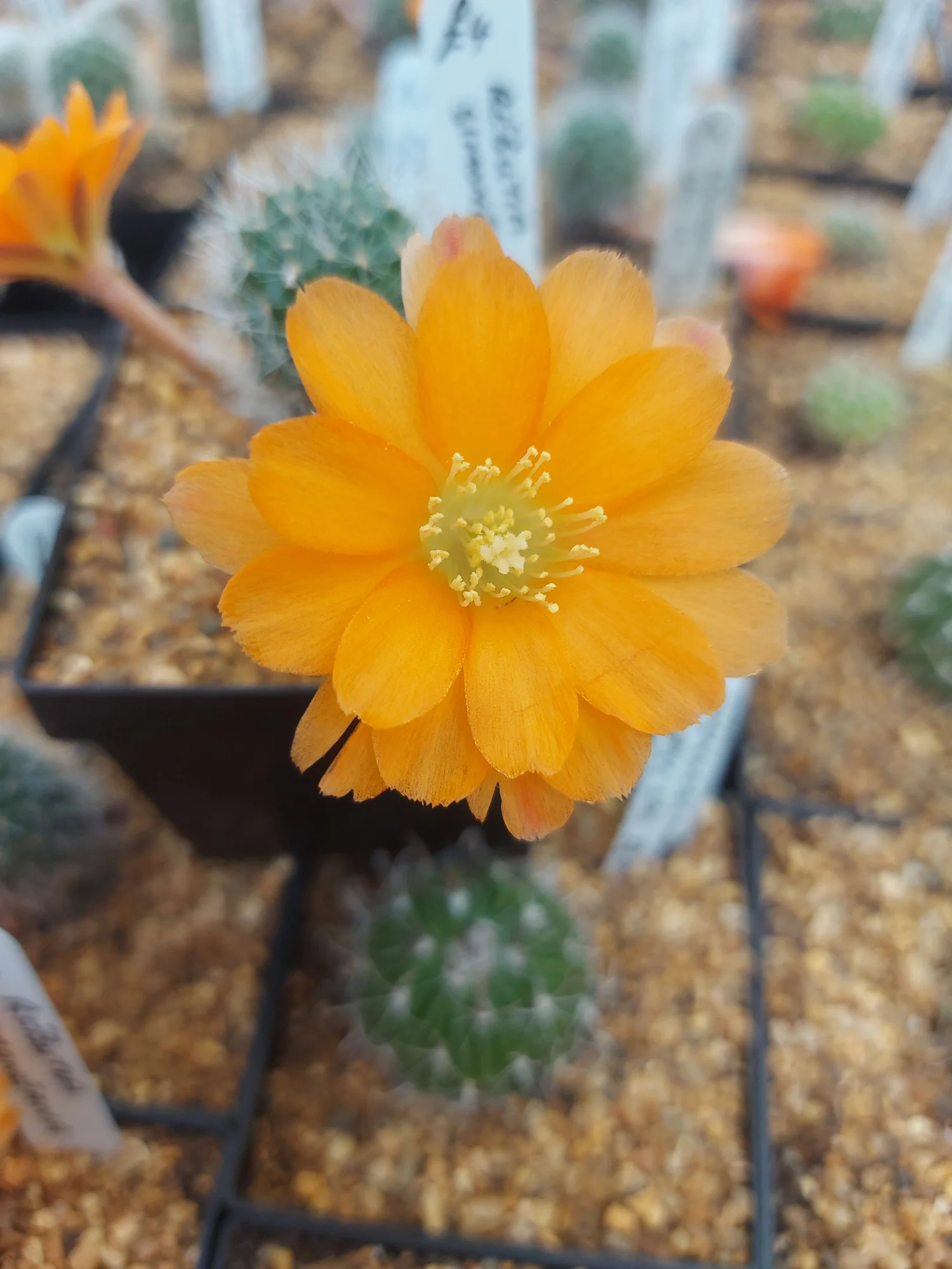 Rebutia Simoneana  Williams Cactus