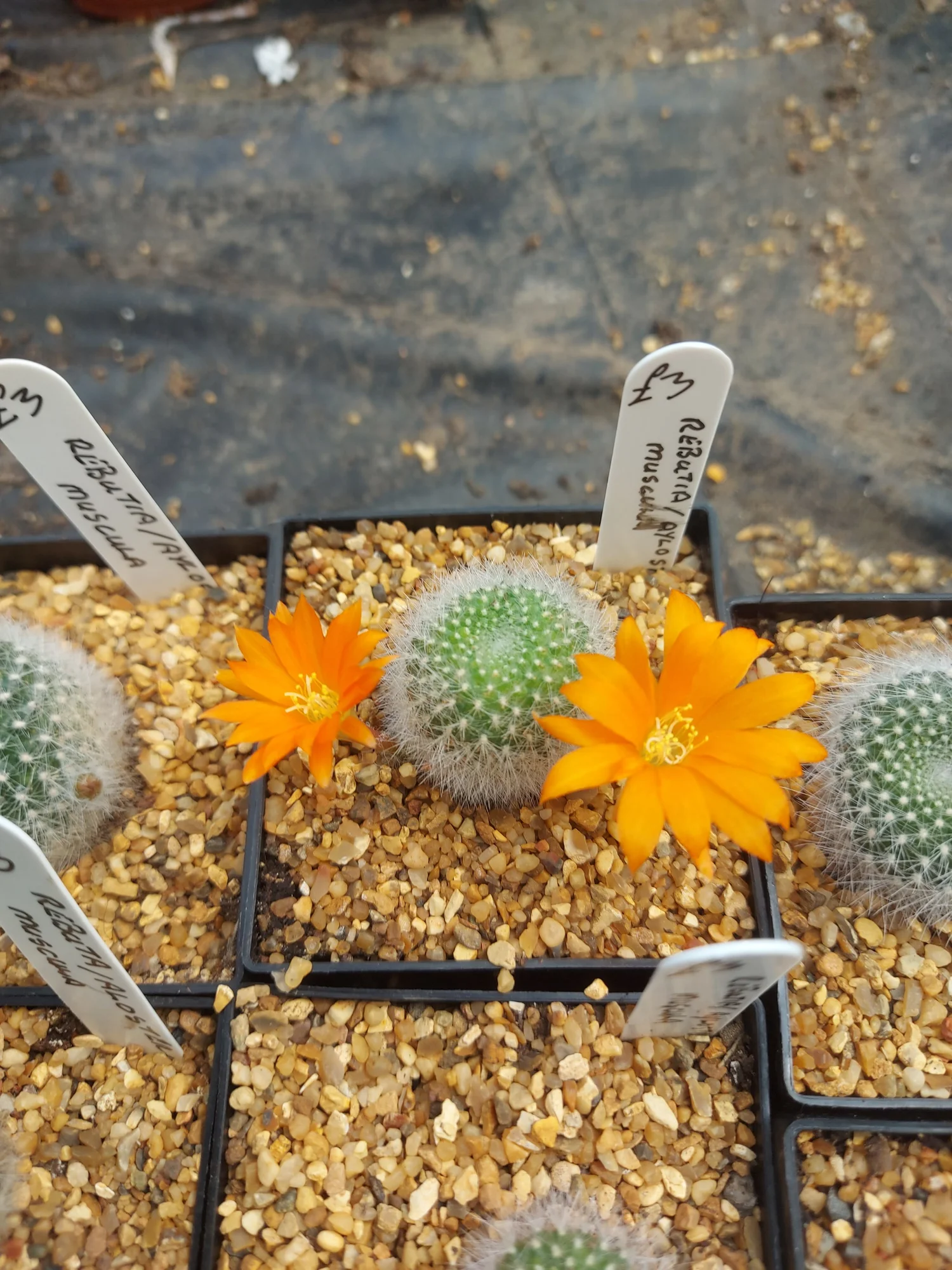 Rebutia Aylostera Muscula  Williams Cactus