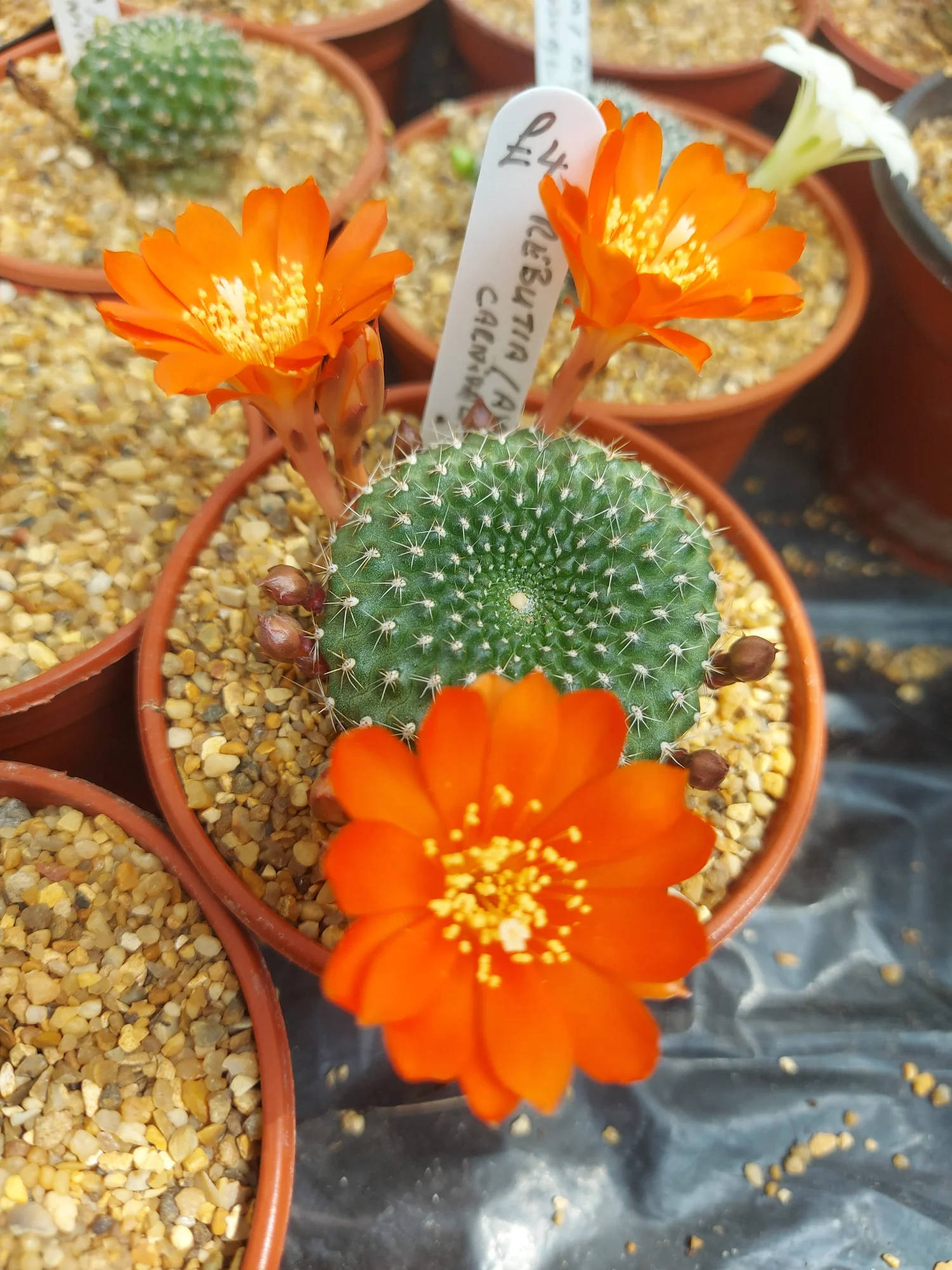 Nuovo! 20 Pcs Colorful Cactus Rebutia Variety Mix Esotico Aloe - Foto 2