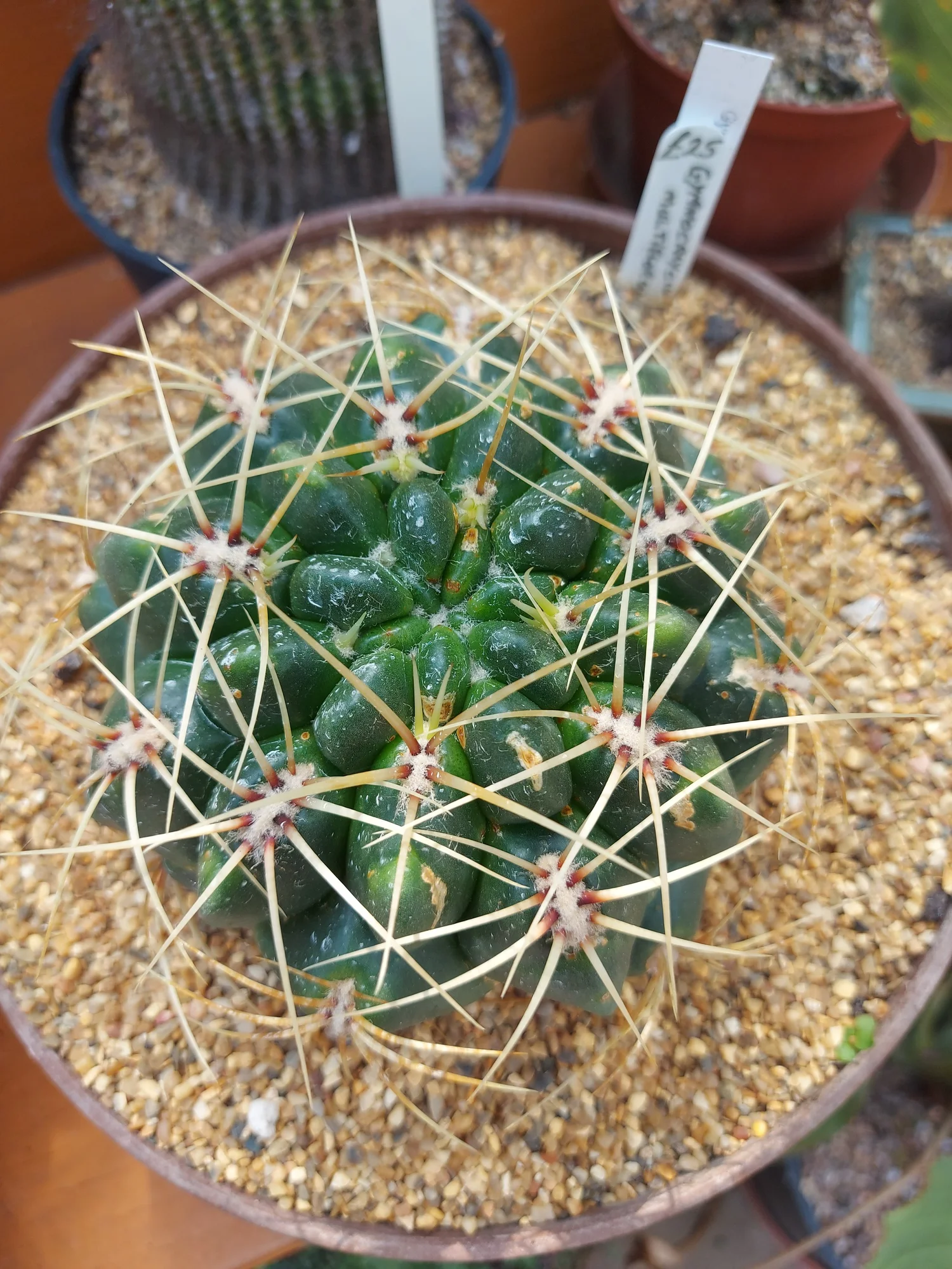 Gymnocalycium Multiflorum  Williams Cactus