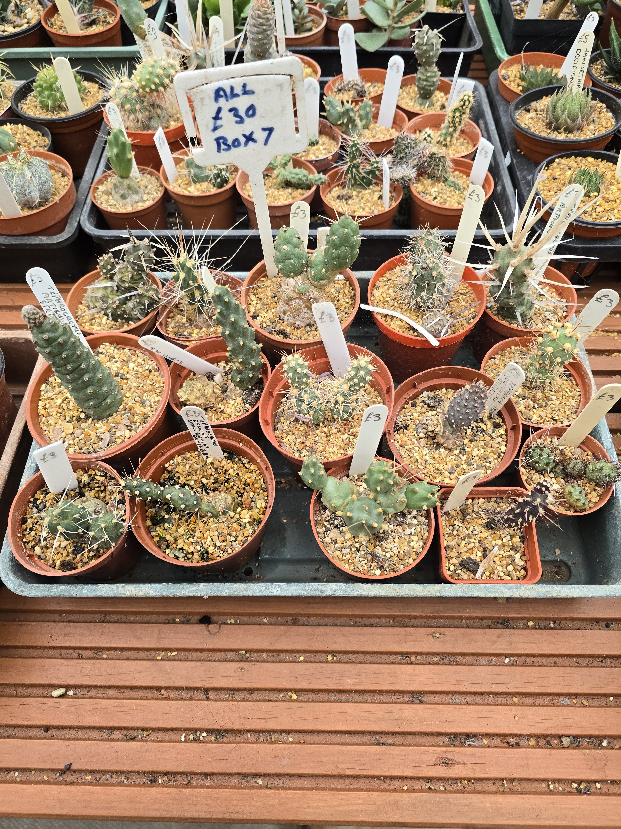 Tephrocactus mixed tray of 15 plants