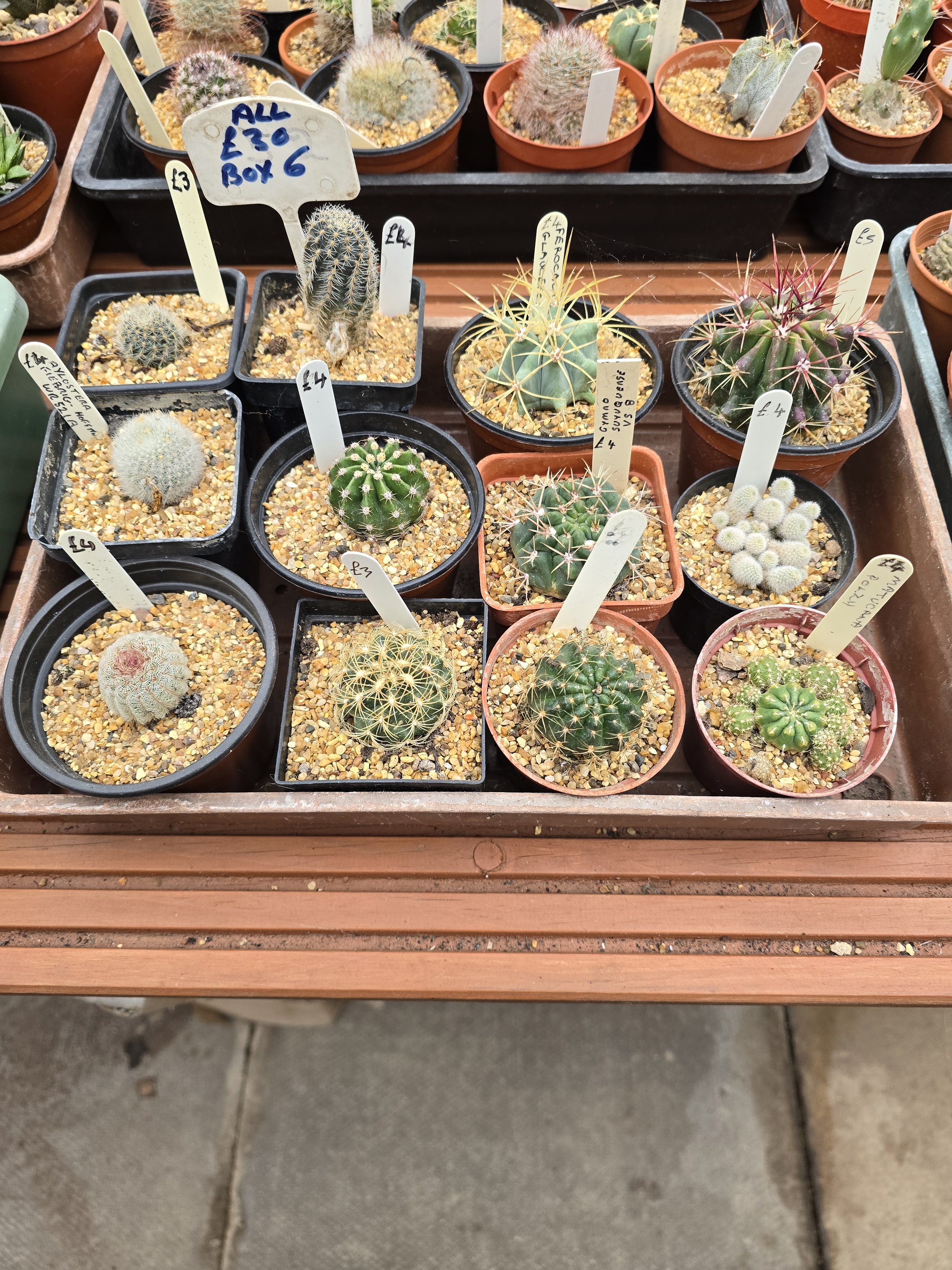 Cactus mix of 12 plants