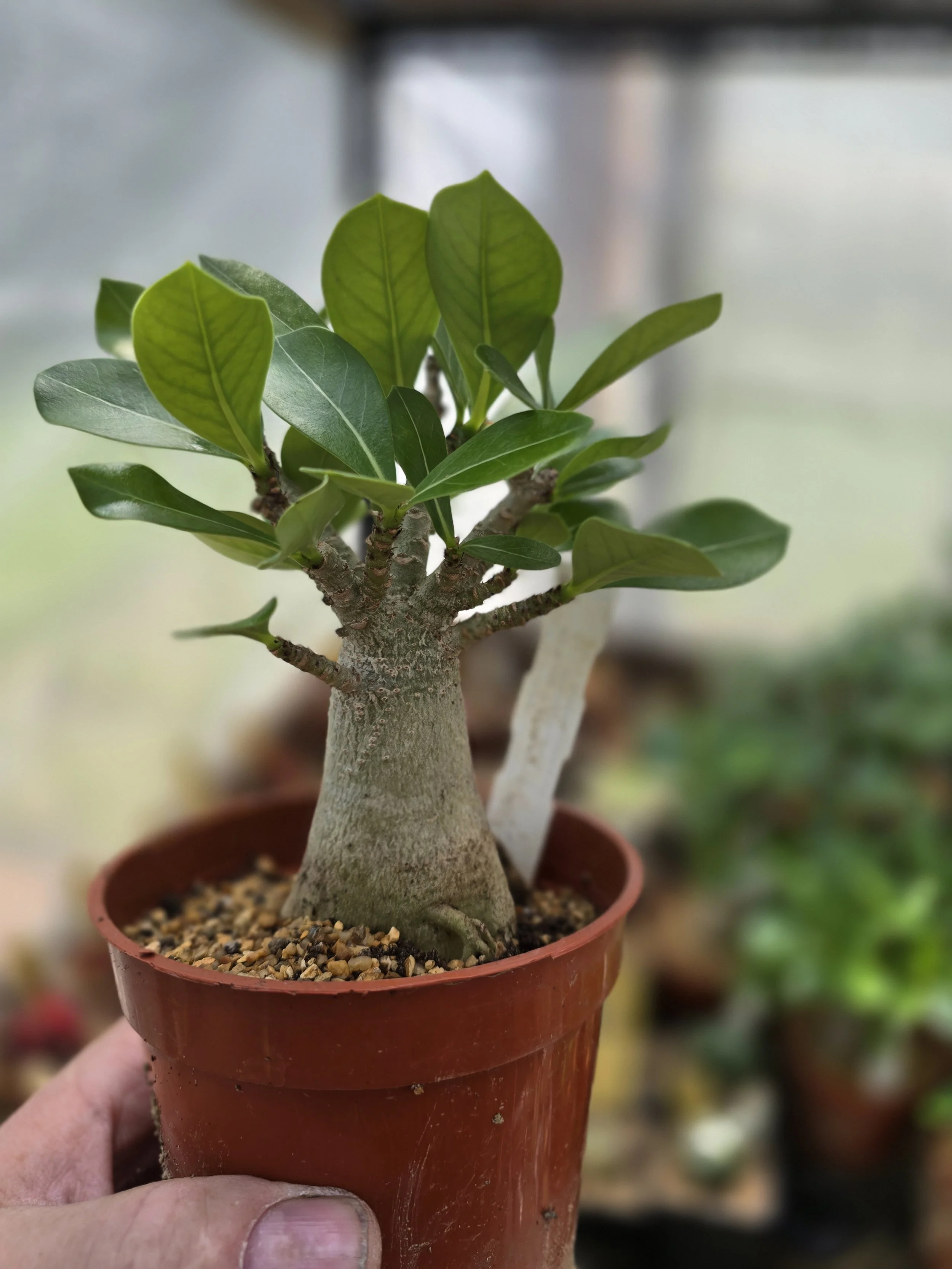 ADENIUM OBESUM DESERT ROSE