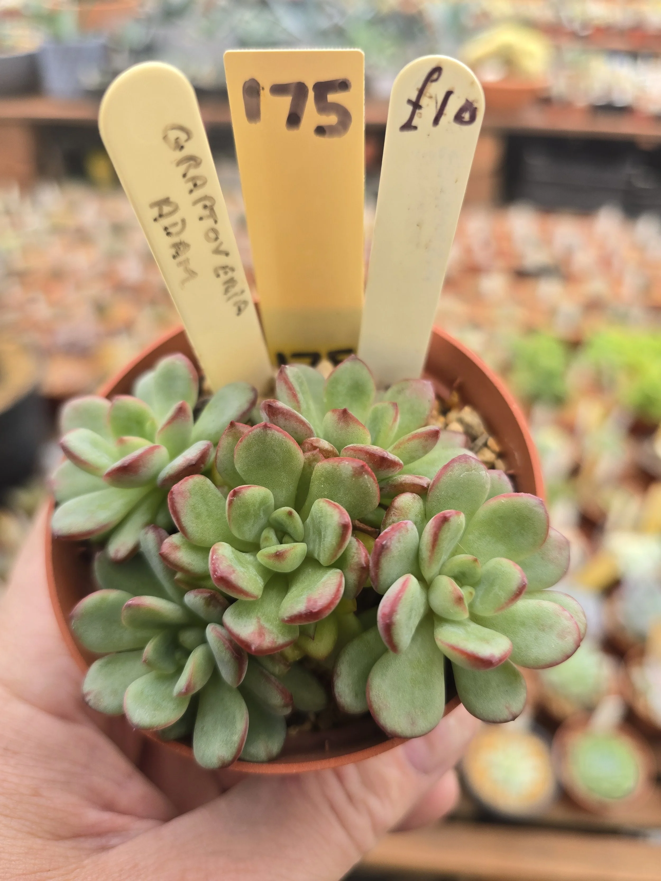 Graptoveria Adam