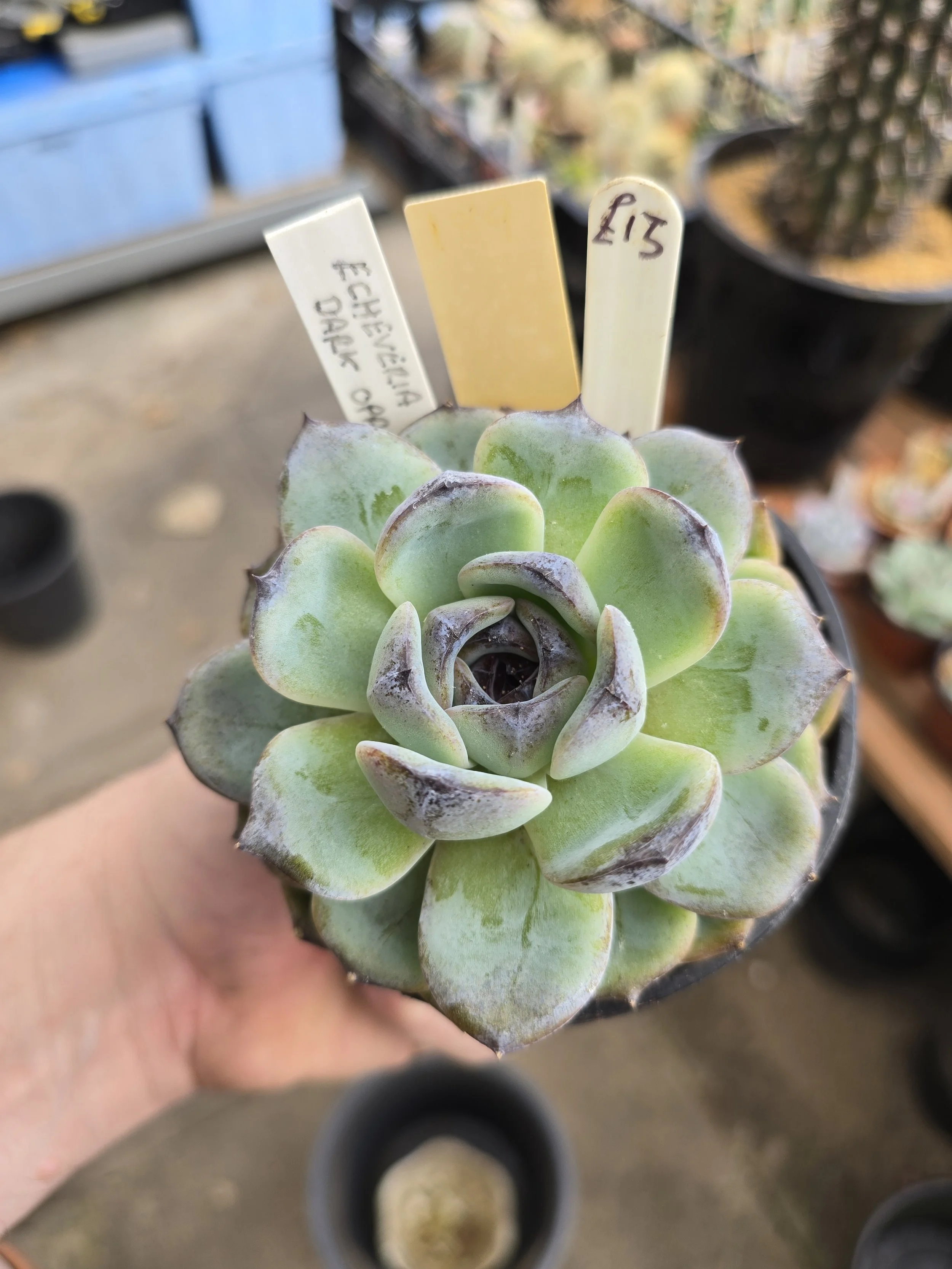 Echeveria Black Sabbath — Williams Cactus