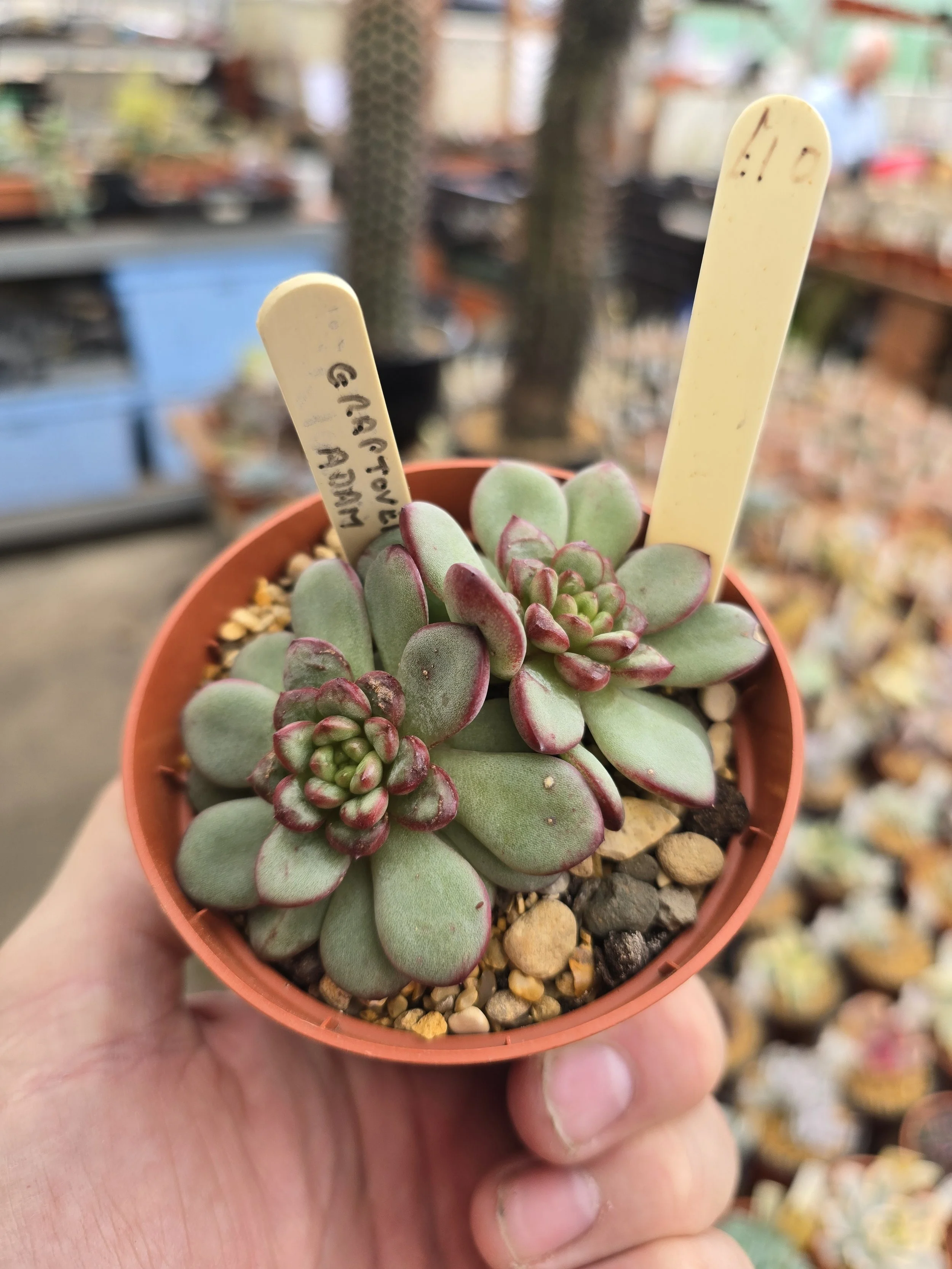 Graptoveria Adam