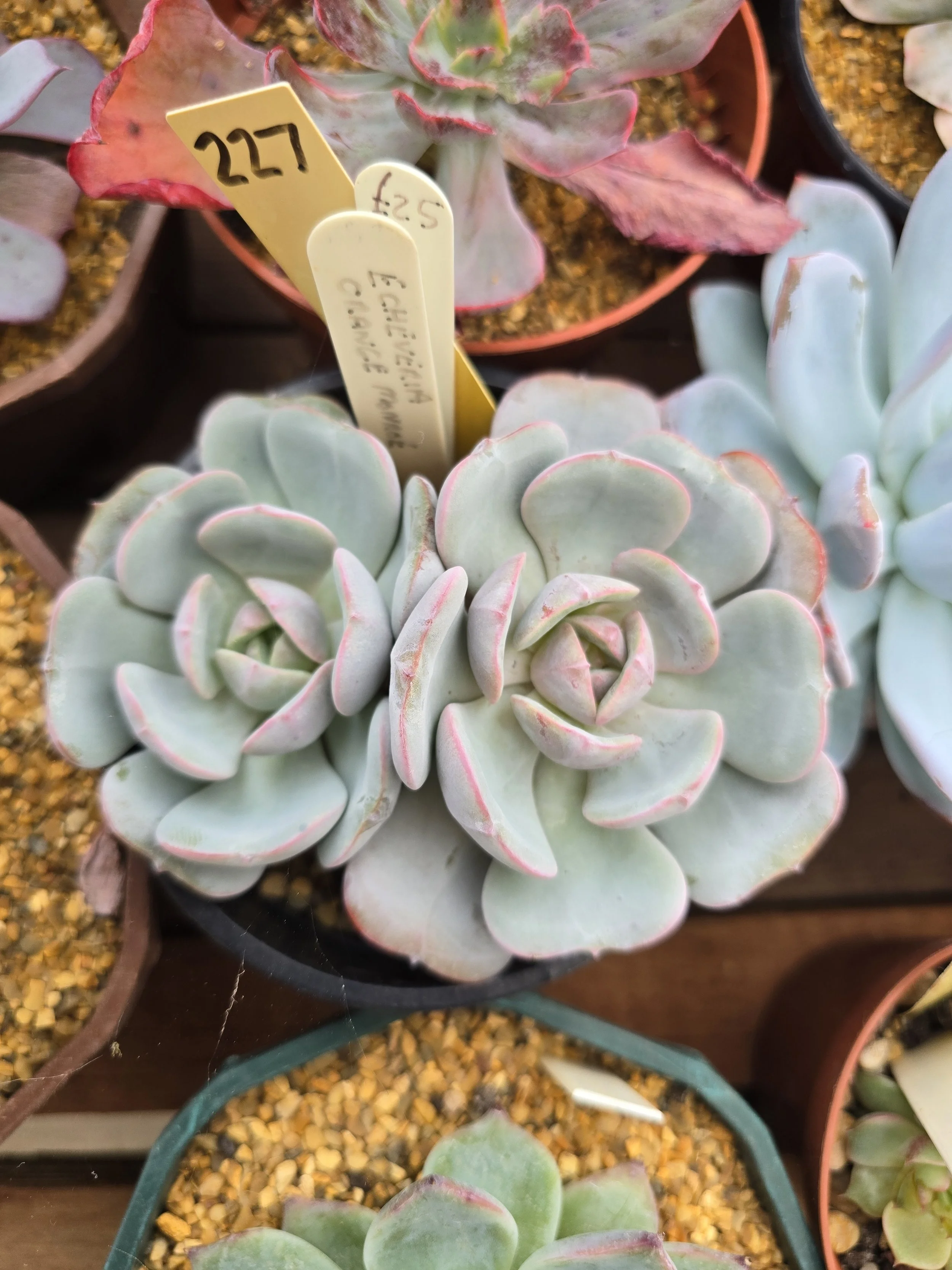 Echeveria Orange Monroe