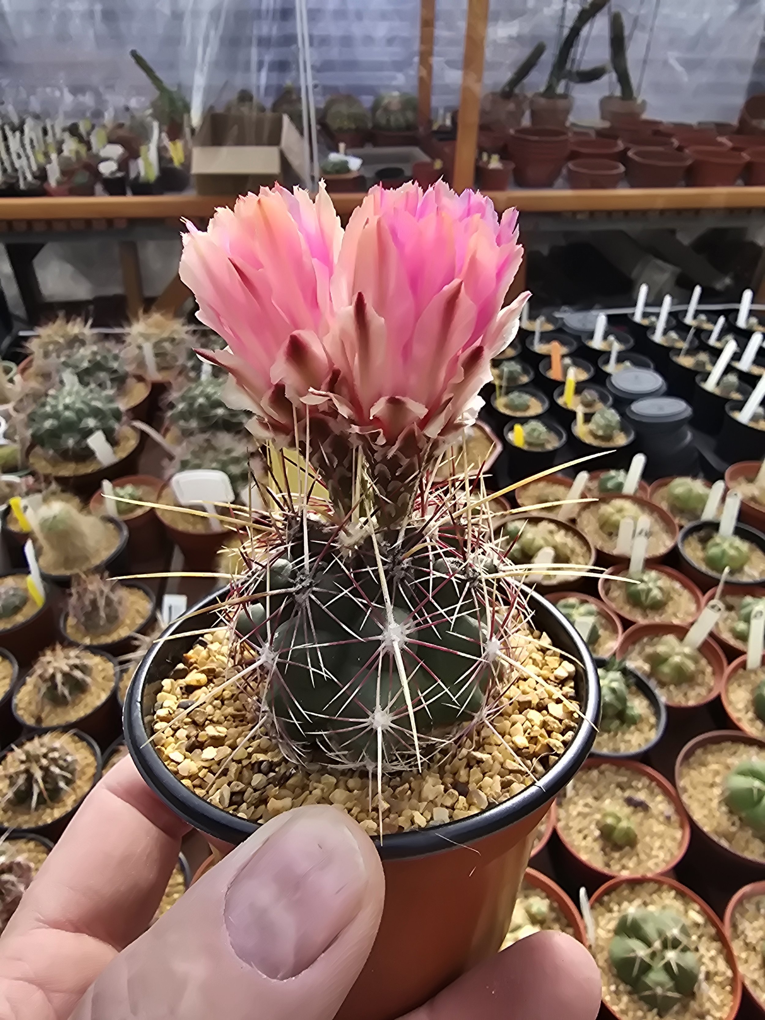 THELOCACTUS BICOLOUR V. TEXENSIS