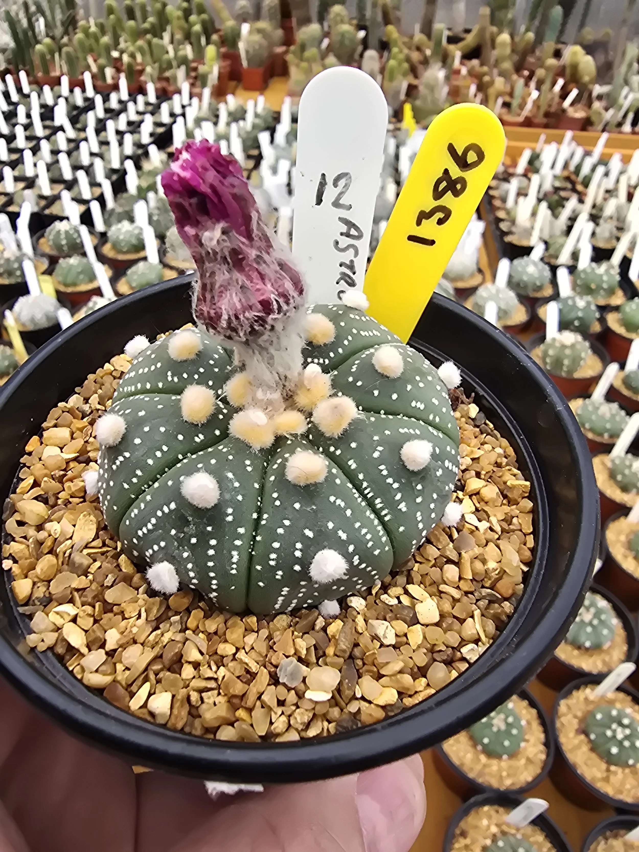 Astrophytum asterias ‘Red Cap’