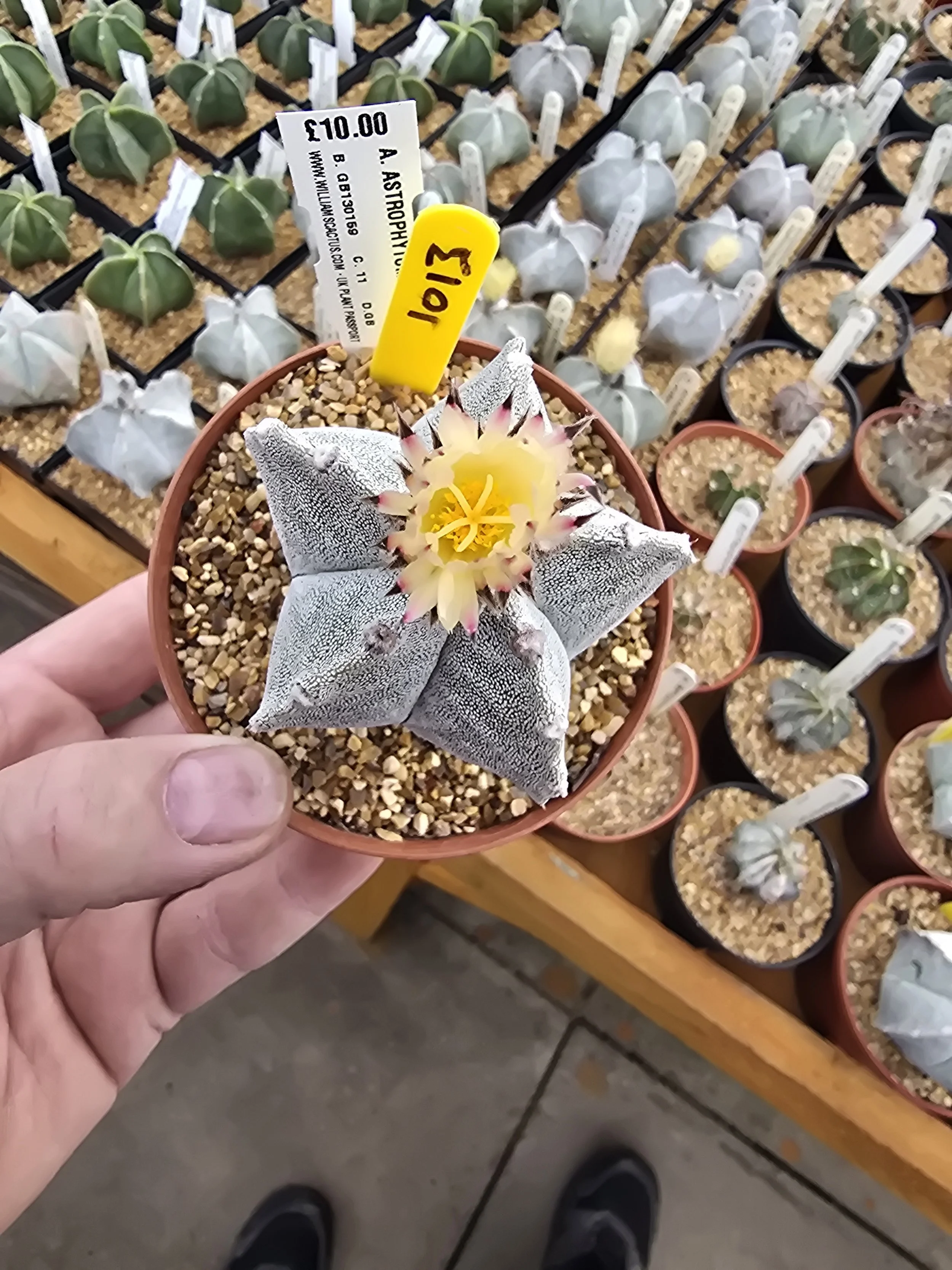 ASTROPHYTUM MYRIOSTIGMA BISHOPS MITRE