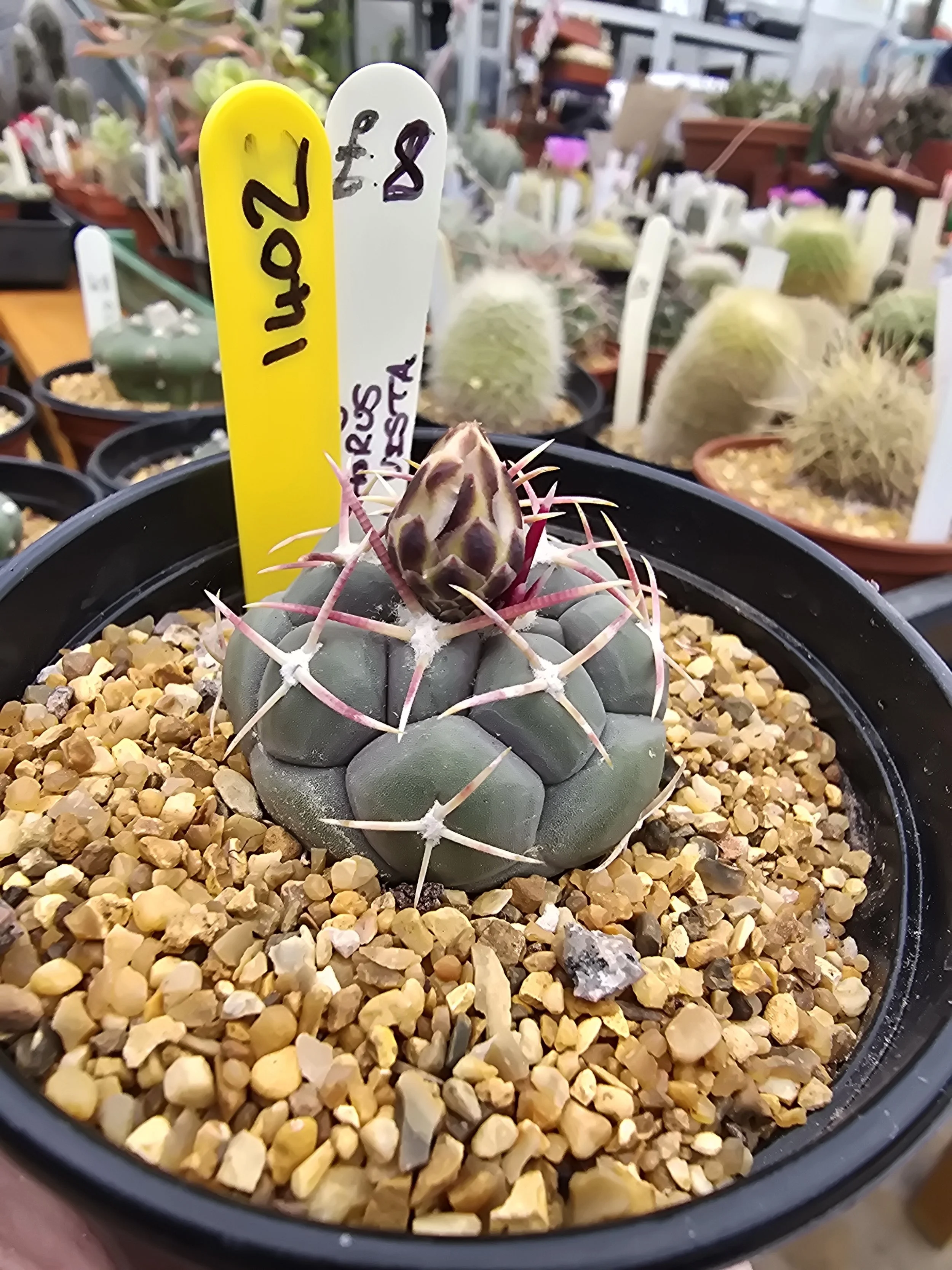Thelocactus Hexdrophours Buena Vista
