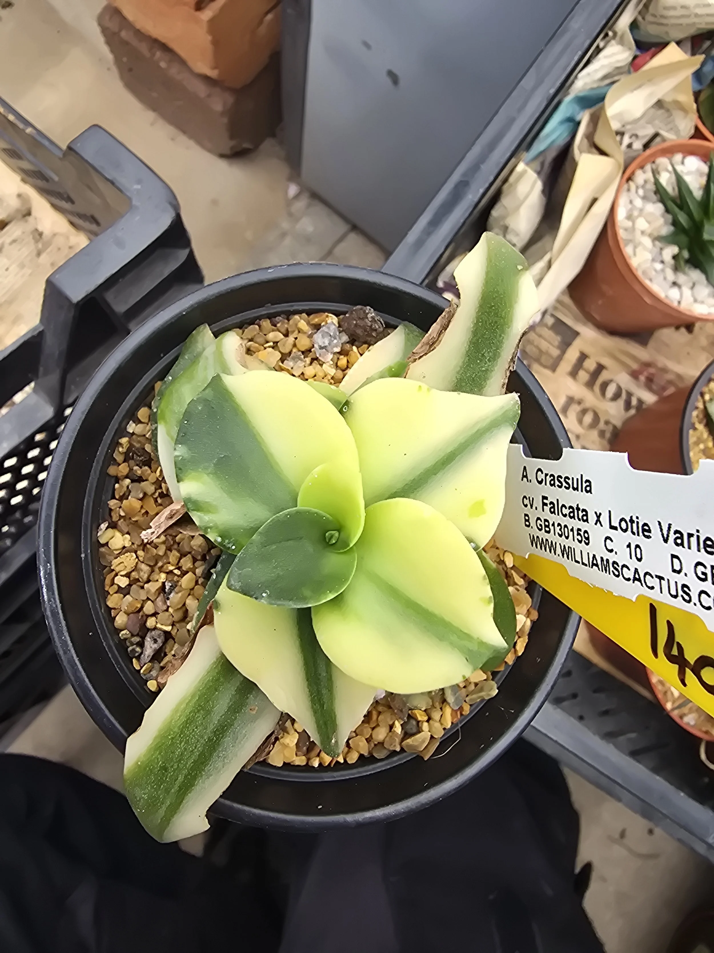 CRASSULA CV. FALCATA x LOTIE VARIEGATED