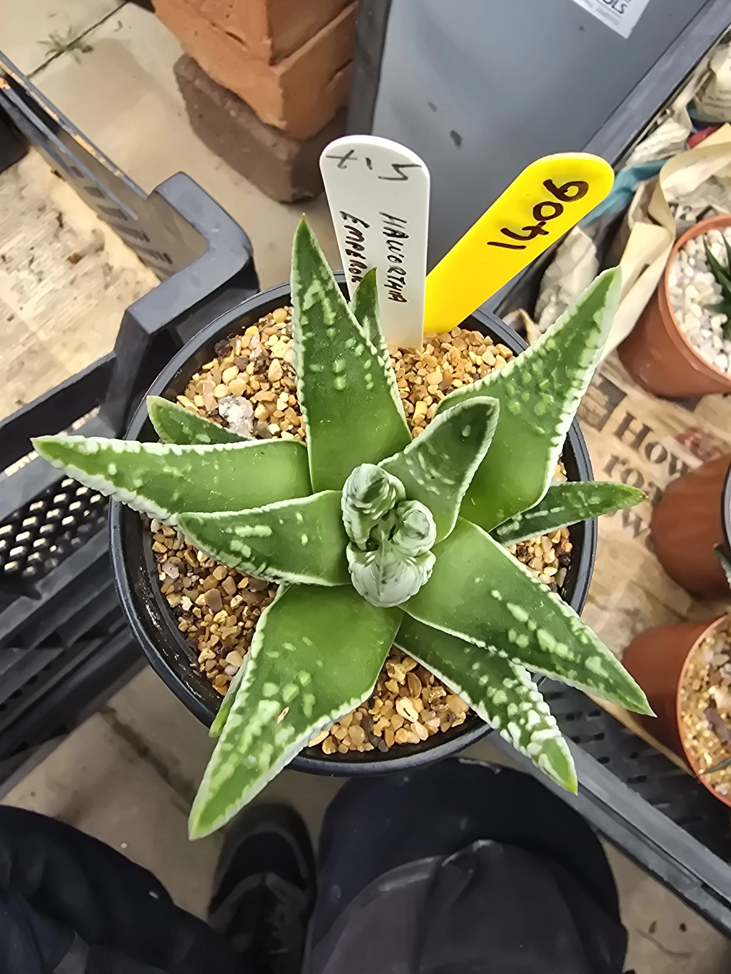 HAWORTHIA EMPEROR