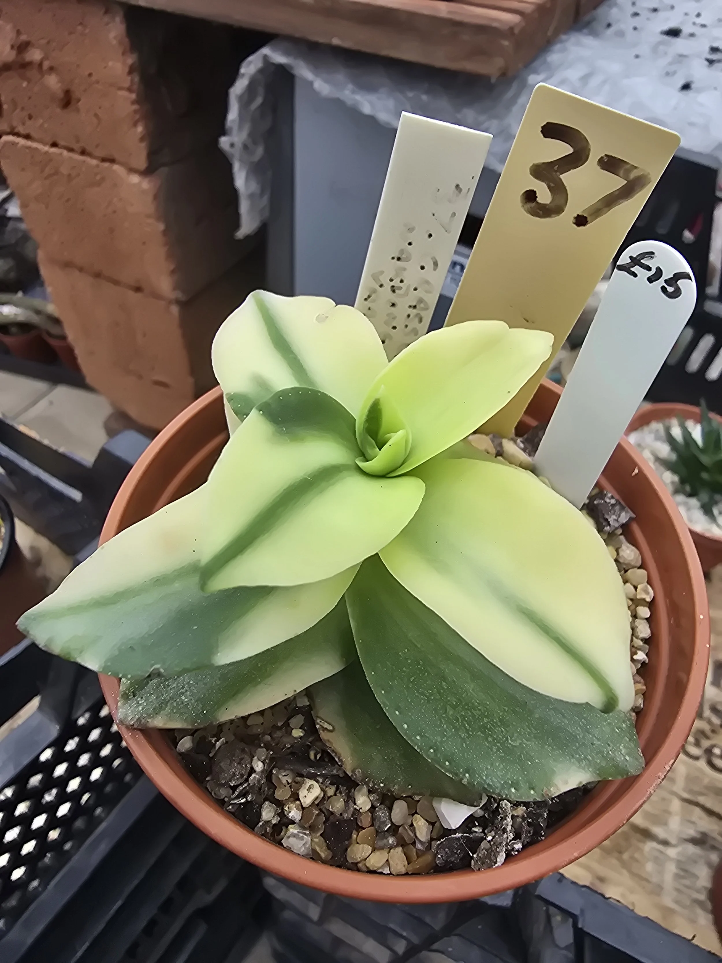 Crassula Nakdong goose variegated