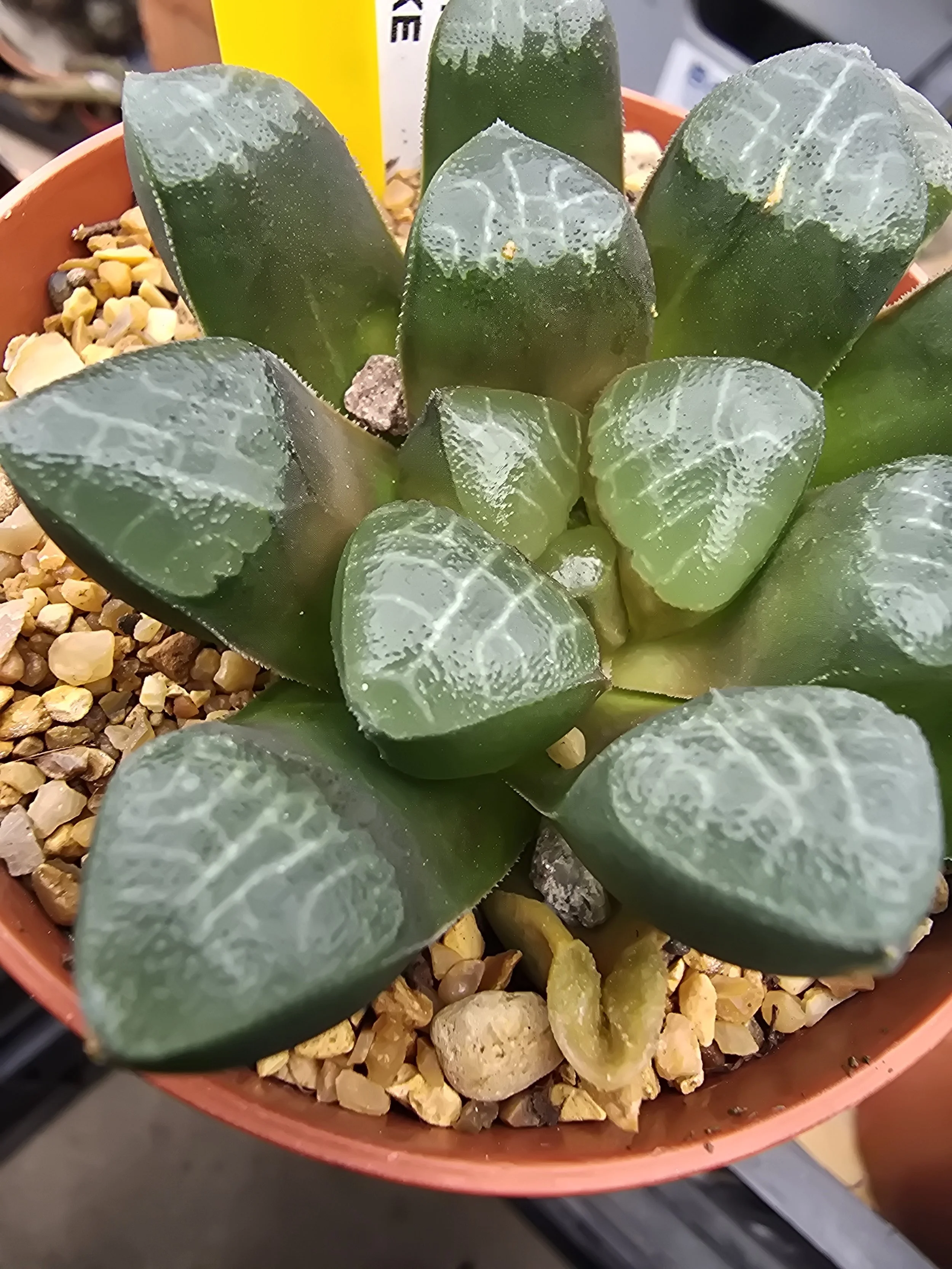 HAWORTHIA MEIWENKE