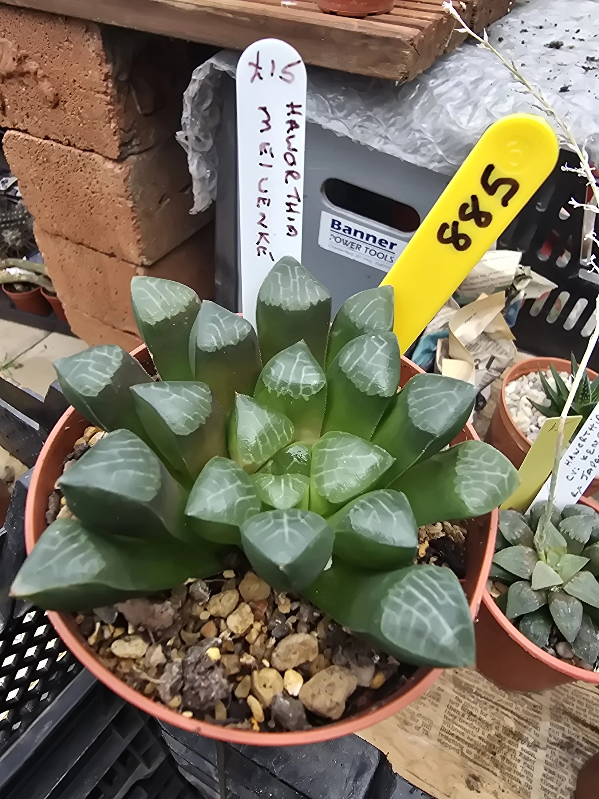 HAWORTHIA MEIWENKE