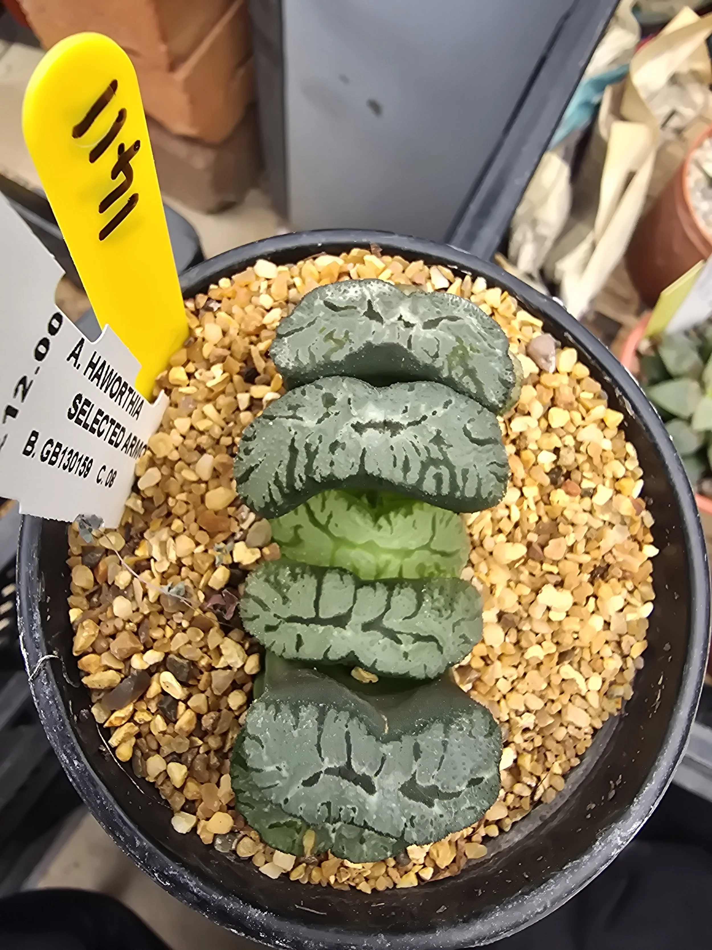HAWORTHIA SELECTED ARMOURS