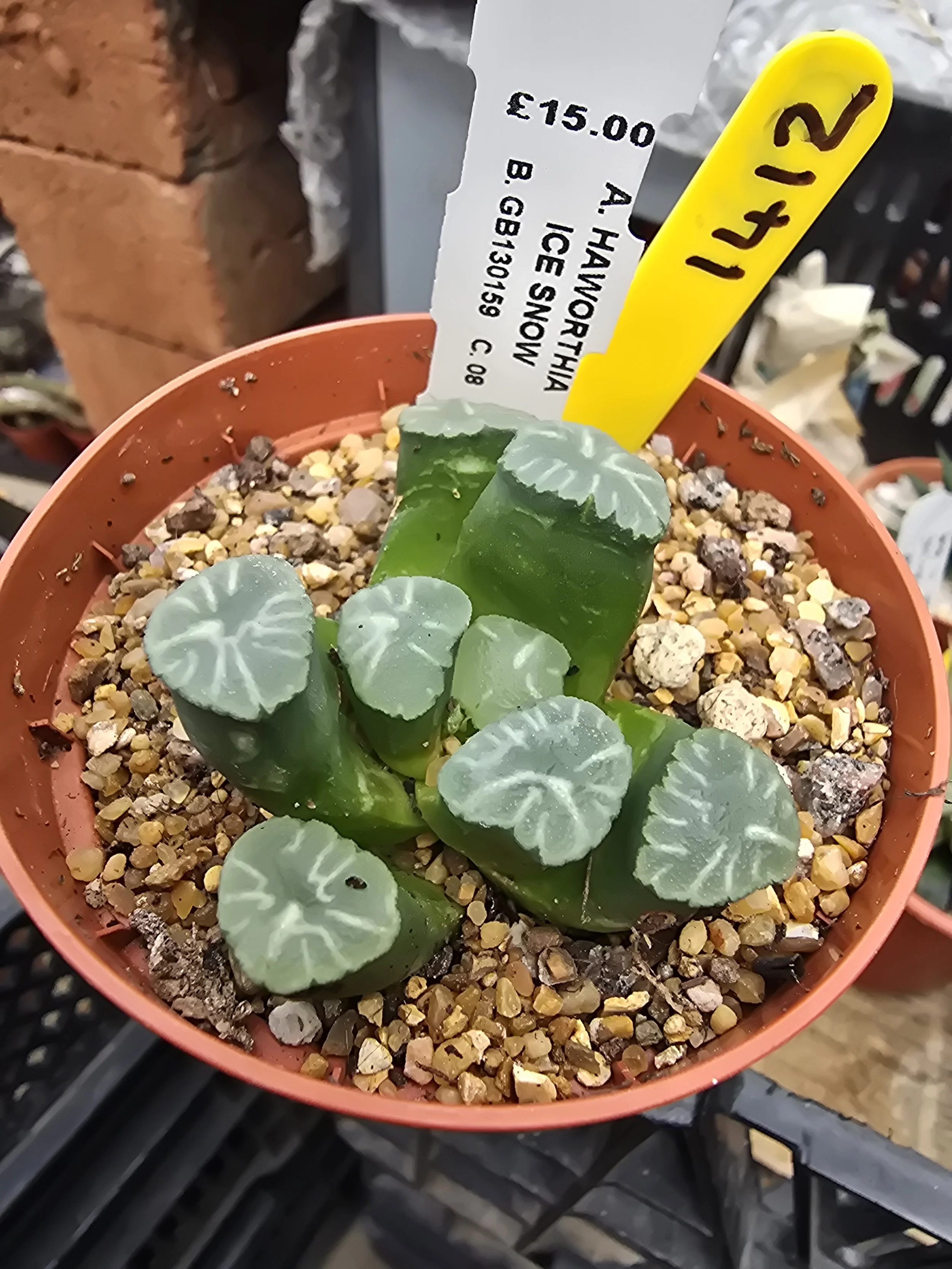 HAWORTHIA SNOW ICE