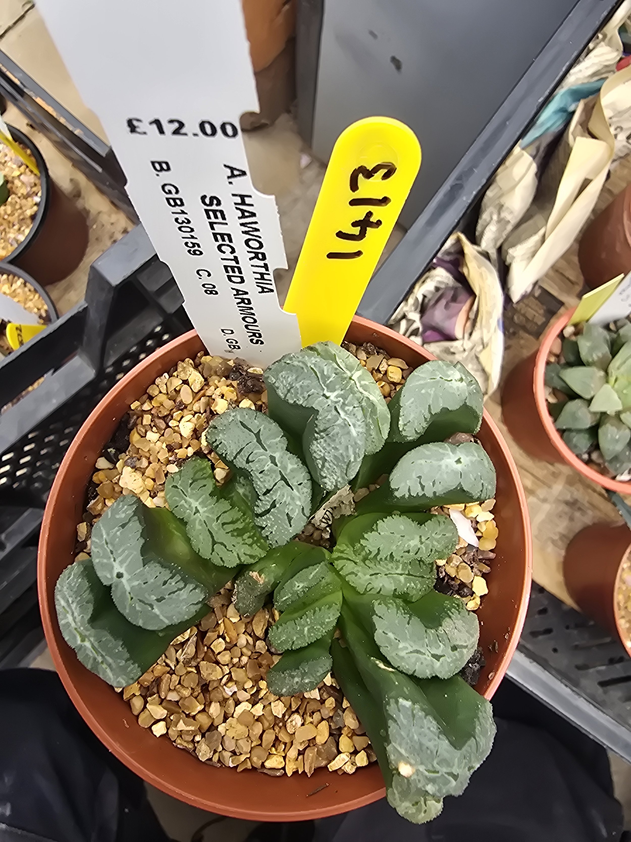 HAWORTHIA SELECTED ARMOURS