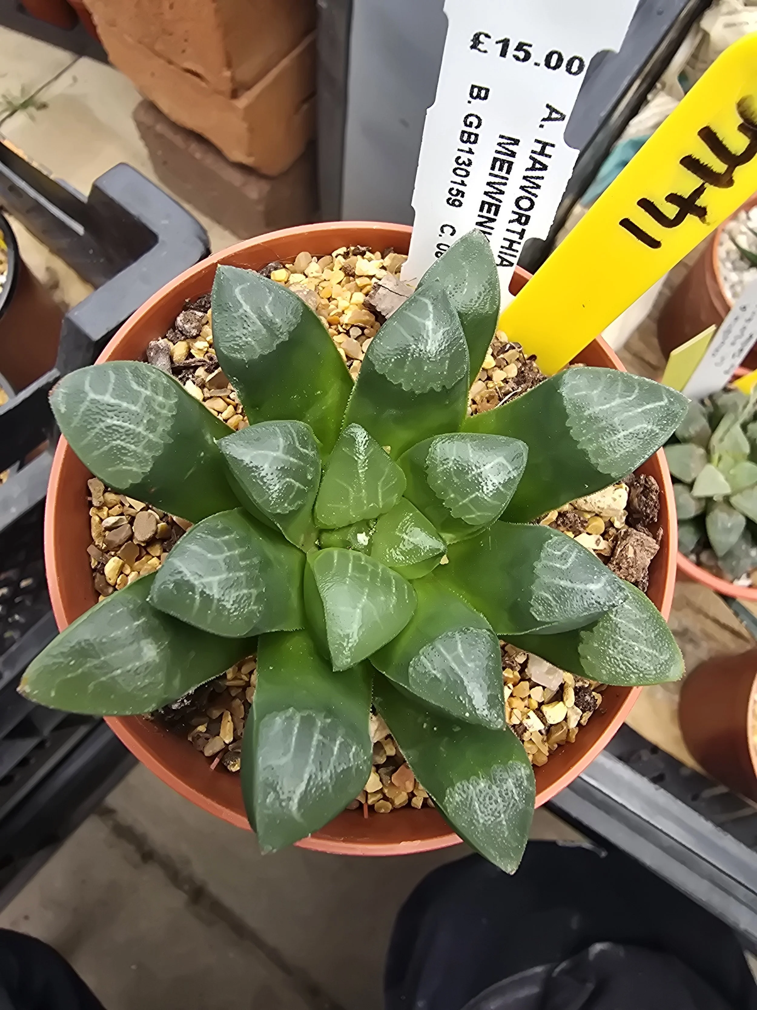 HAWORTHIA MEIWENKE
