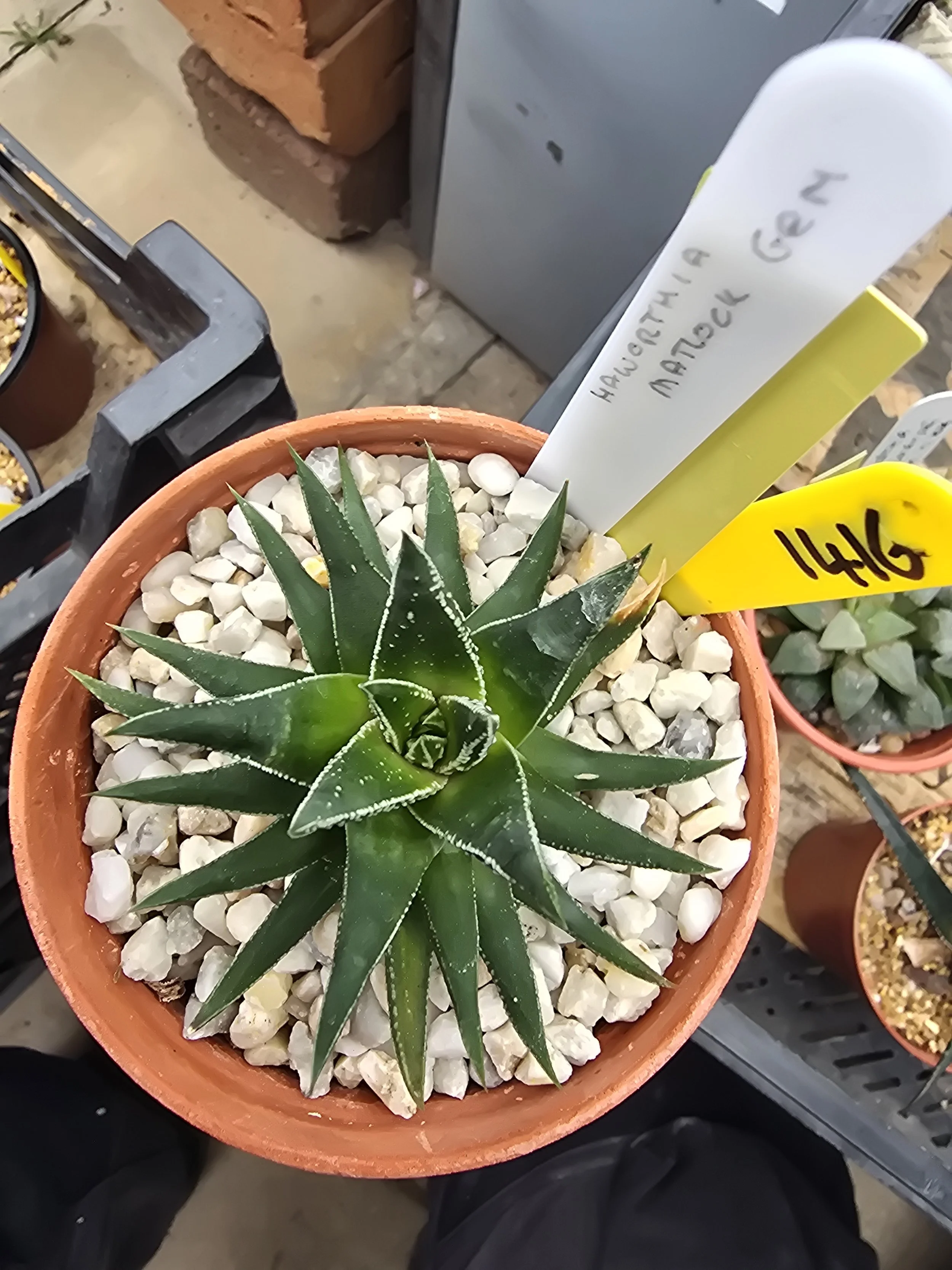 HAWORTHIA MATLOCK GEM