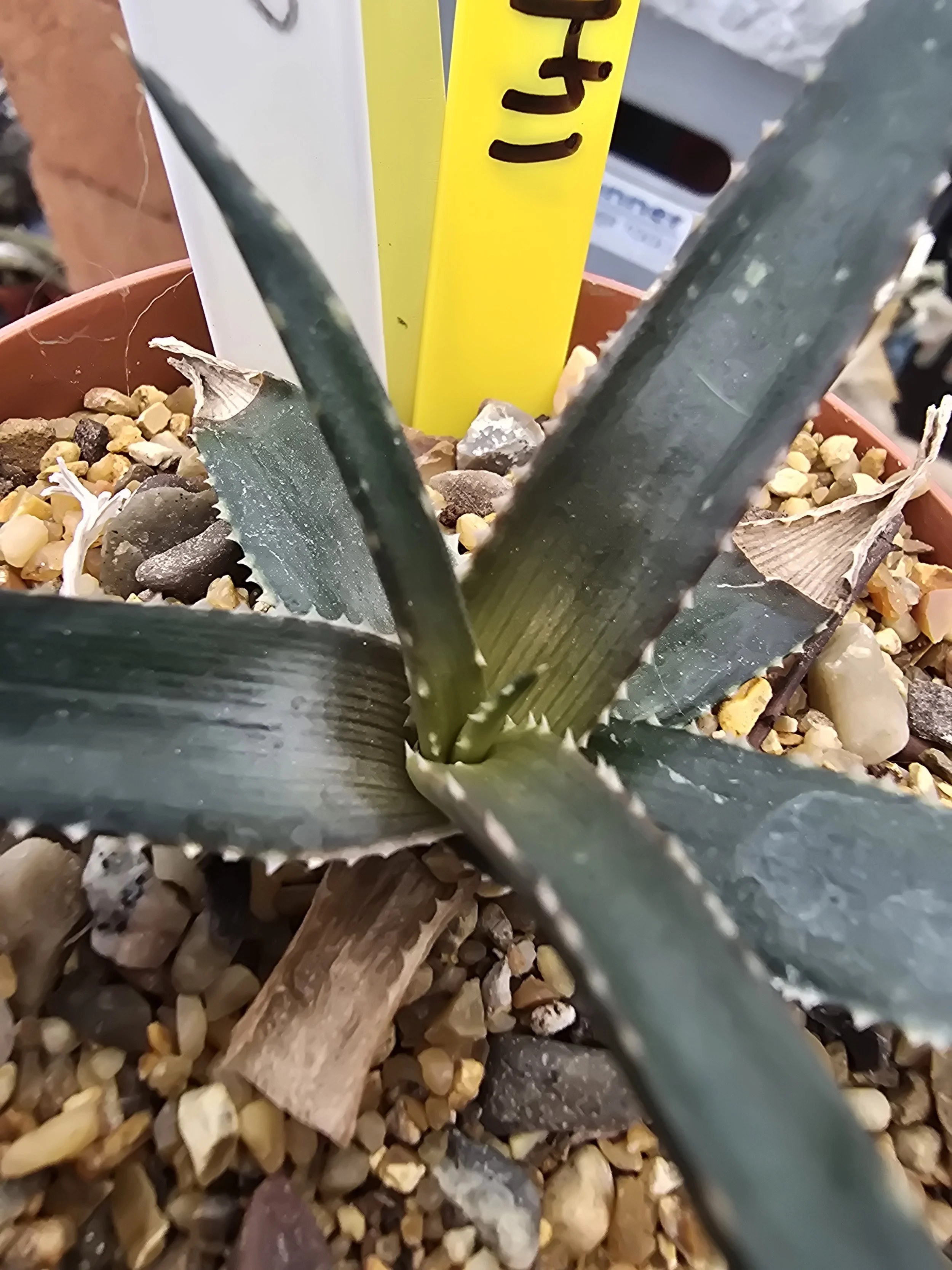 ALOE BLACK BEAUTY
