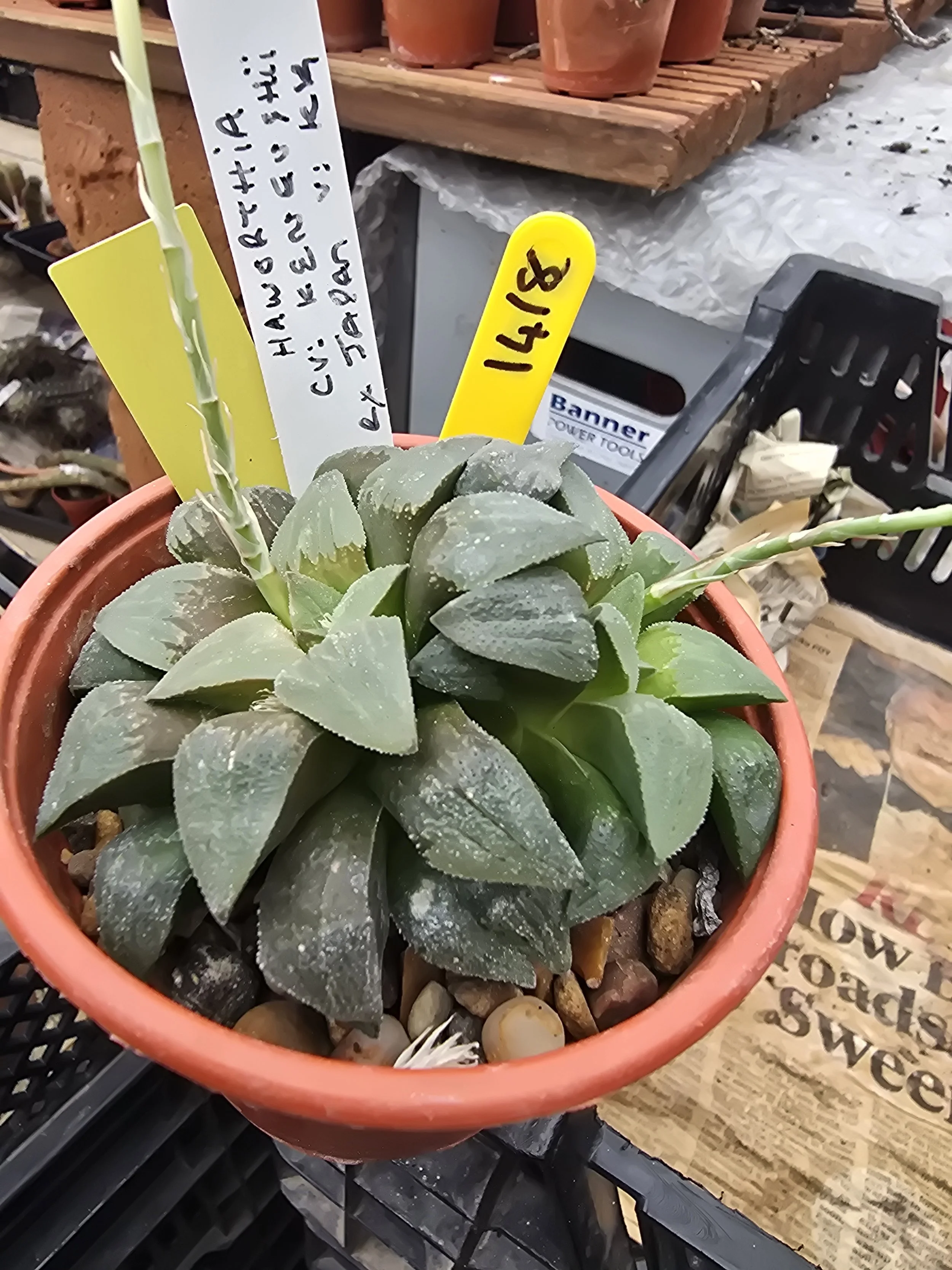 HAWORTHIA CV. KEN GUSHII EX JAPAN
