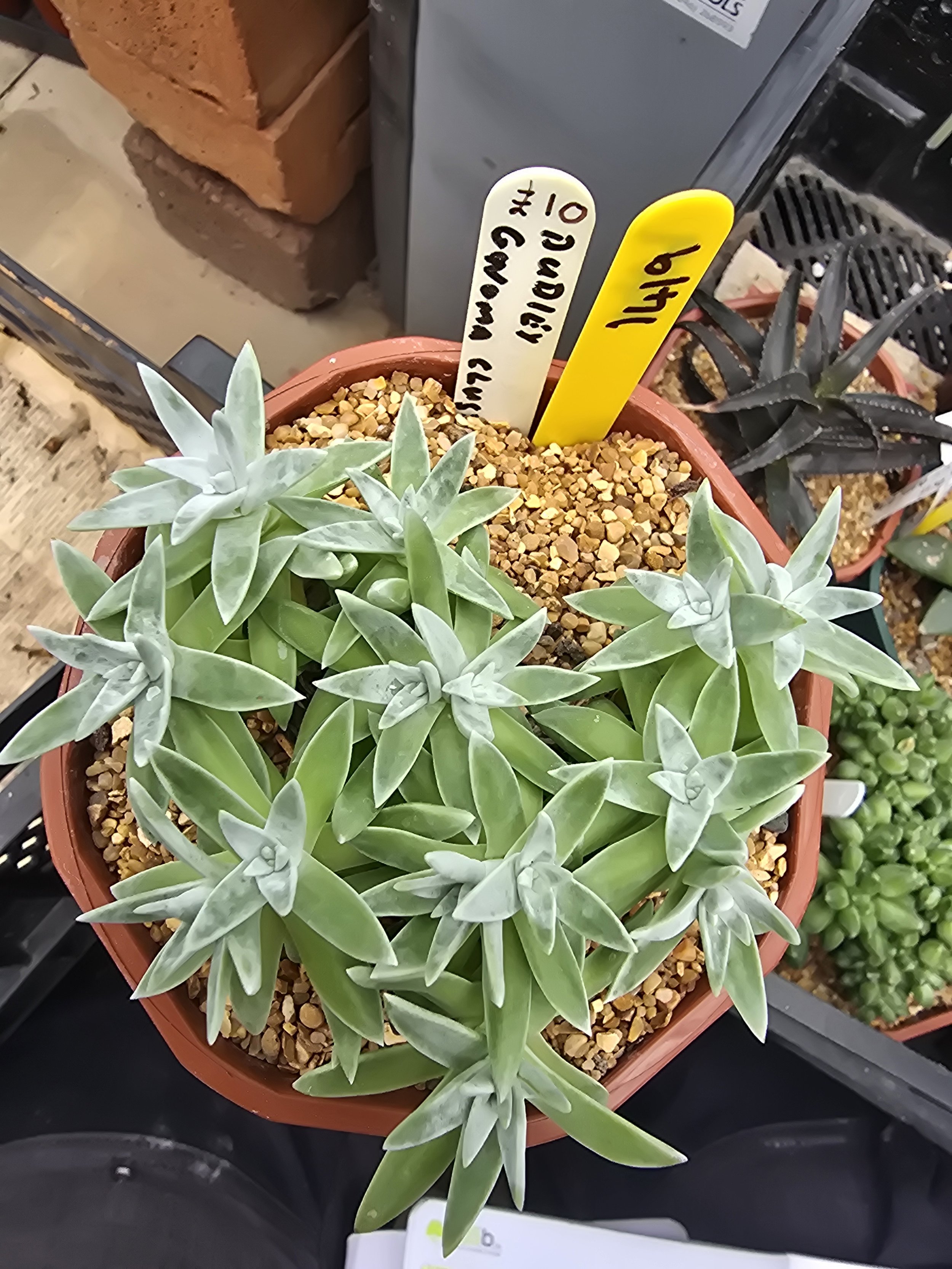 DUDLEYA GNOMA CULSTERING