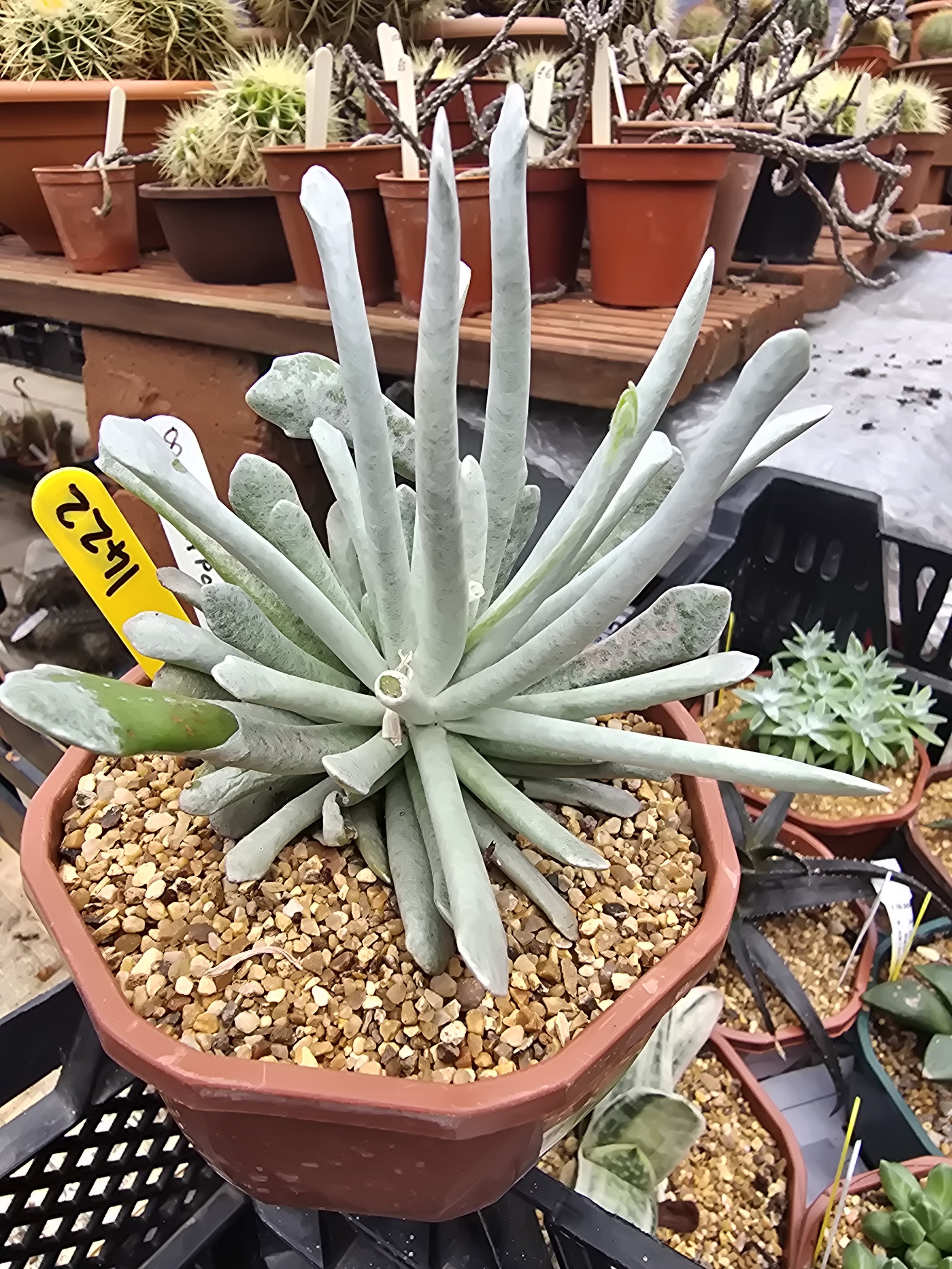 SENECIO SCAPOSUS