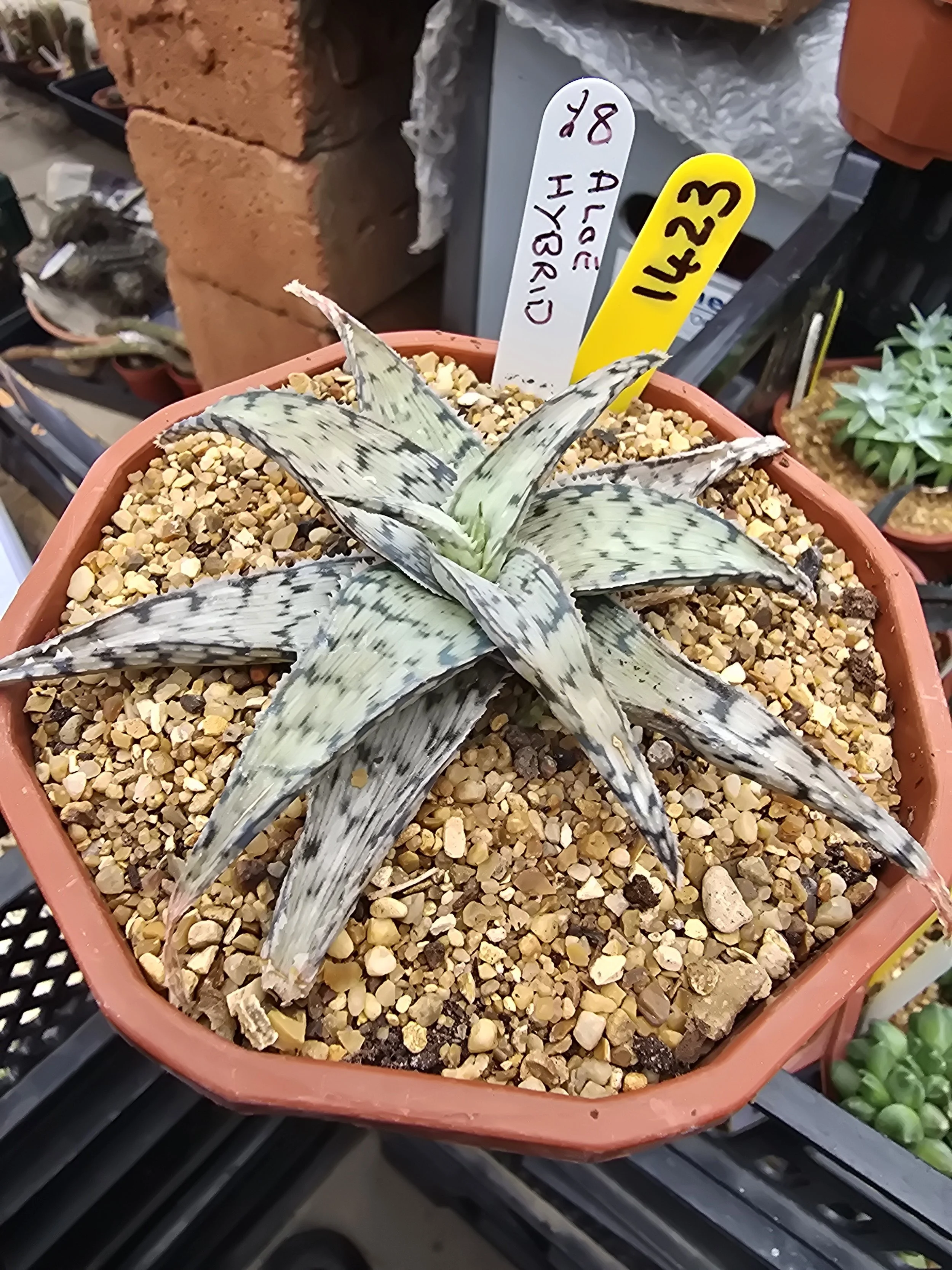 ALEO HYBRID