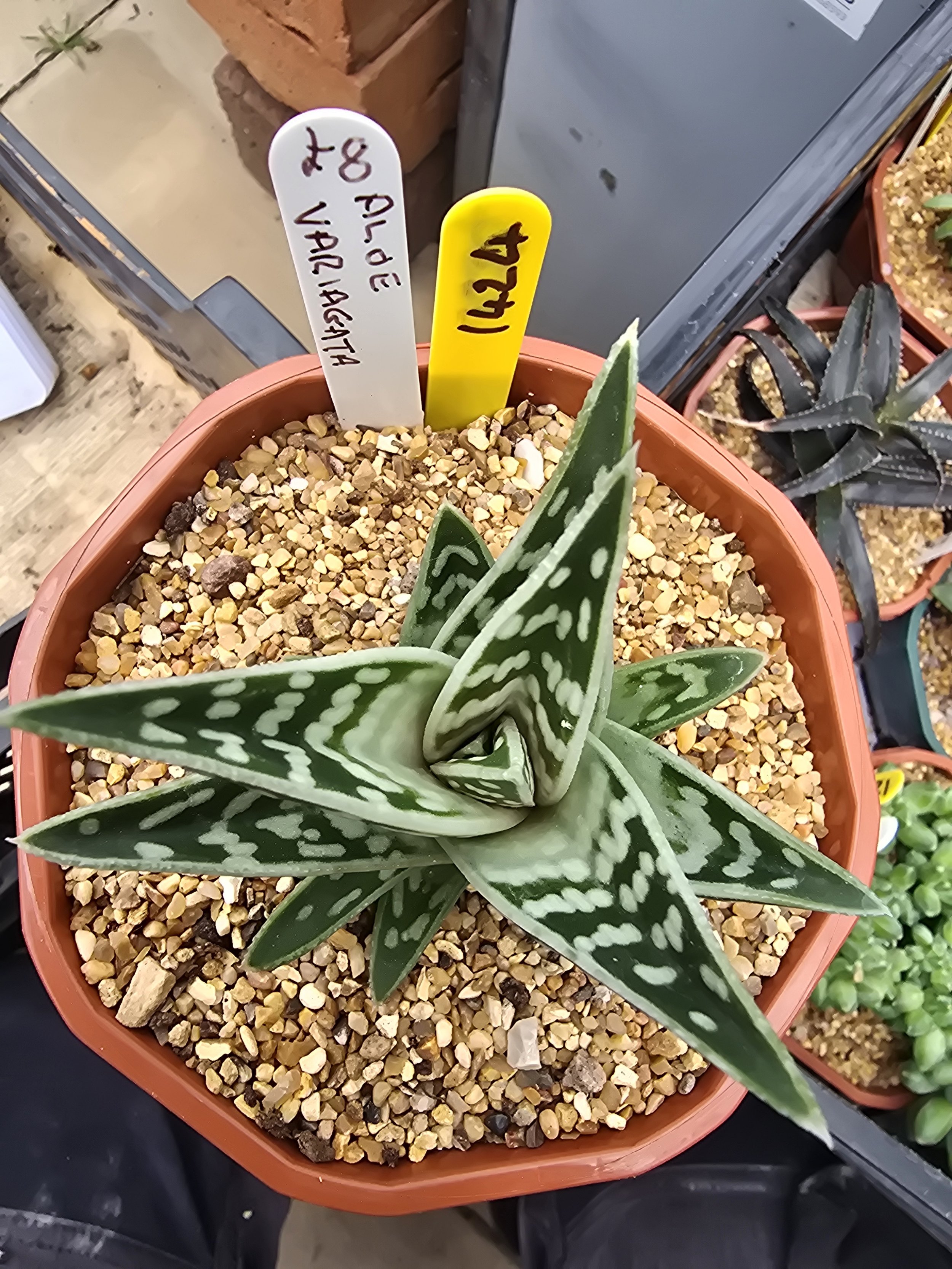 ALEO VARIEGATED