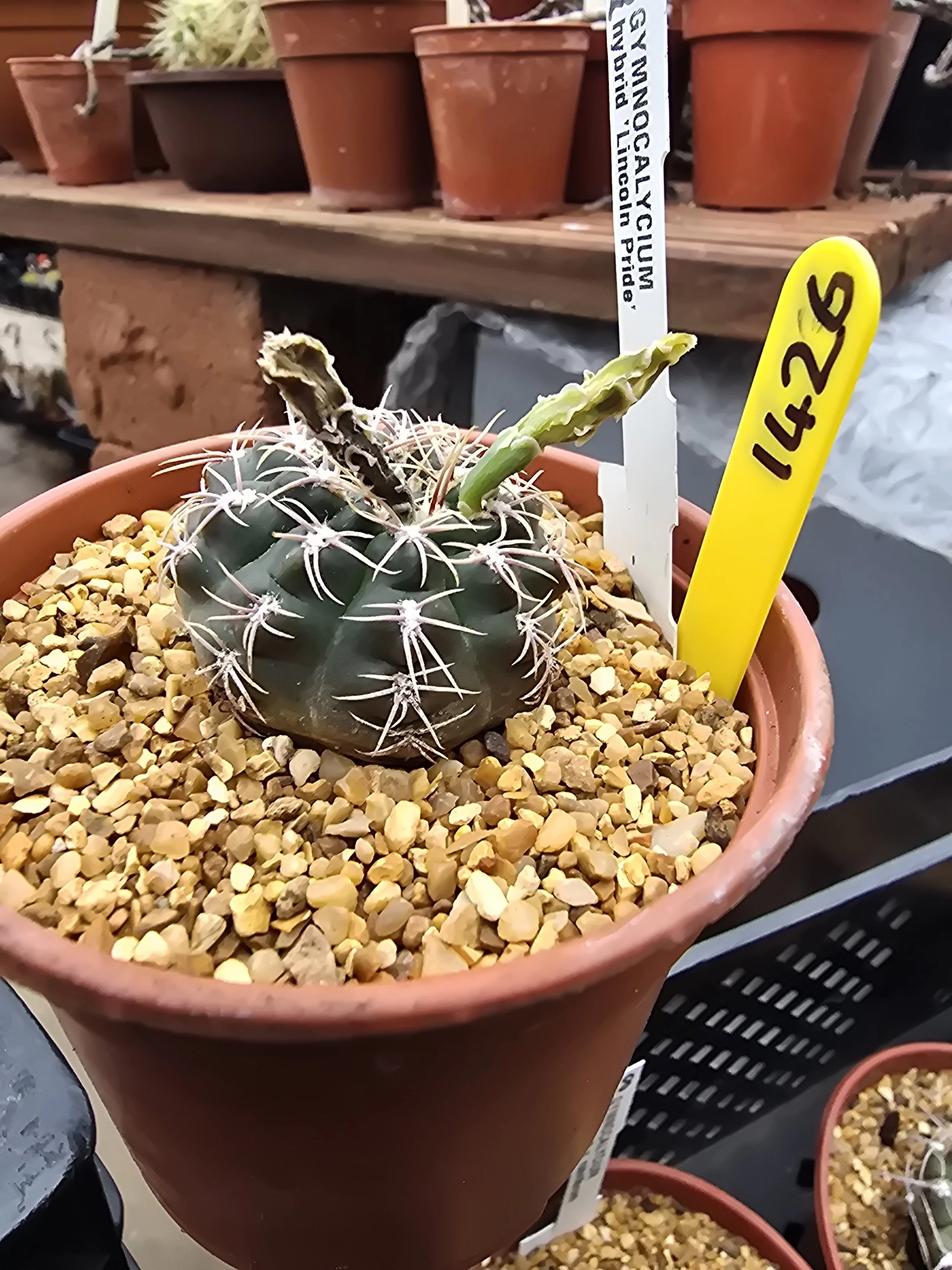 GYMNOCALCIUM HYBRID LINCOLN PRIDE