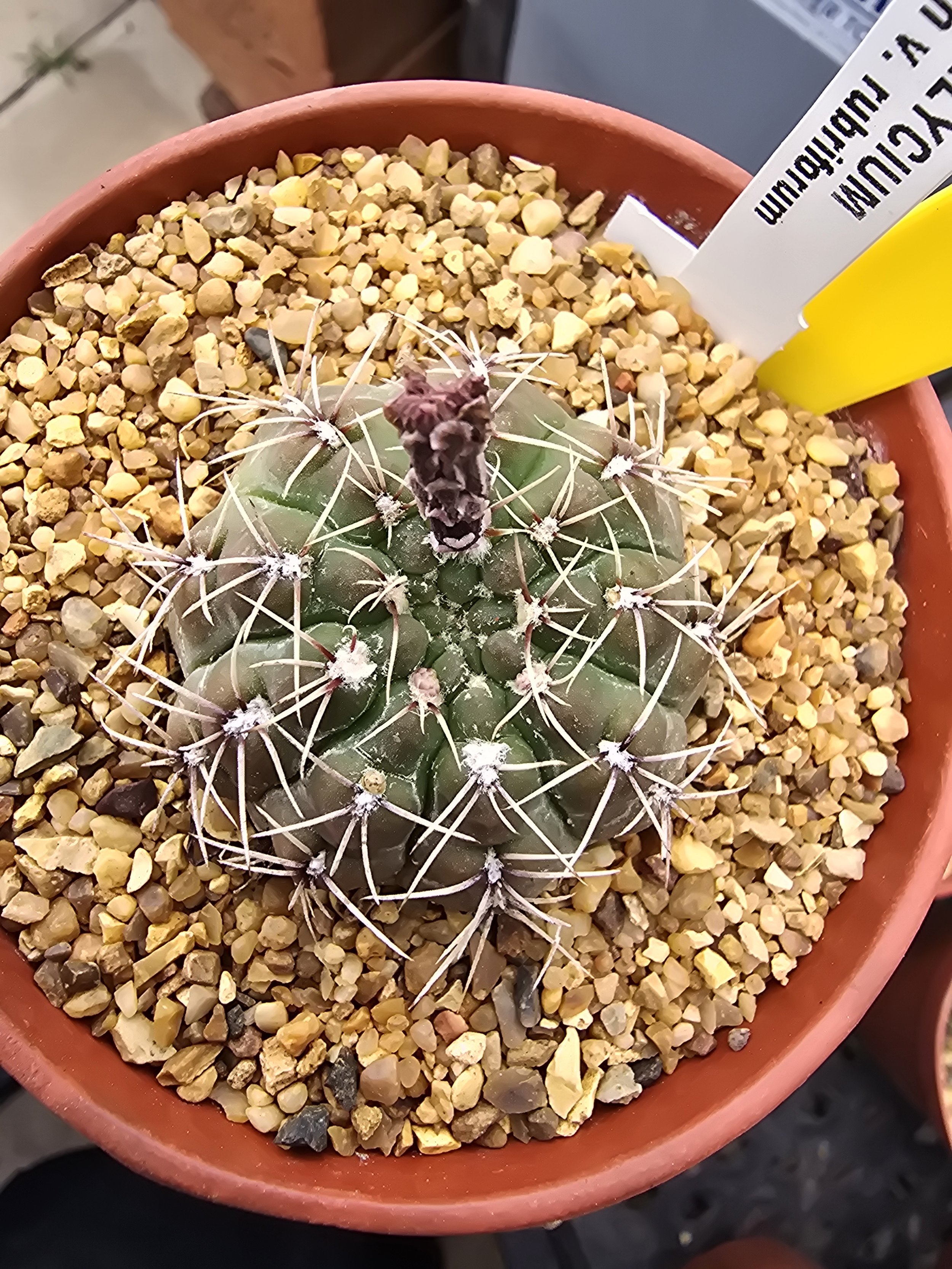 GYMNOCALYCIUM BALDIANUM V. RUBRIFORUM