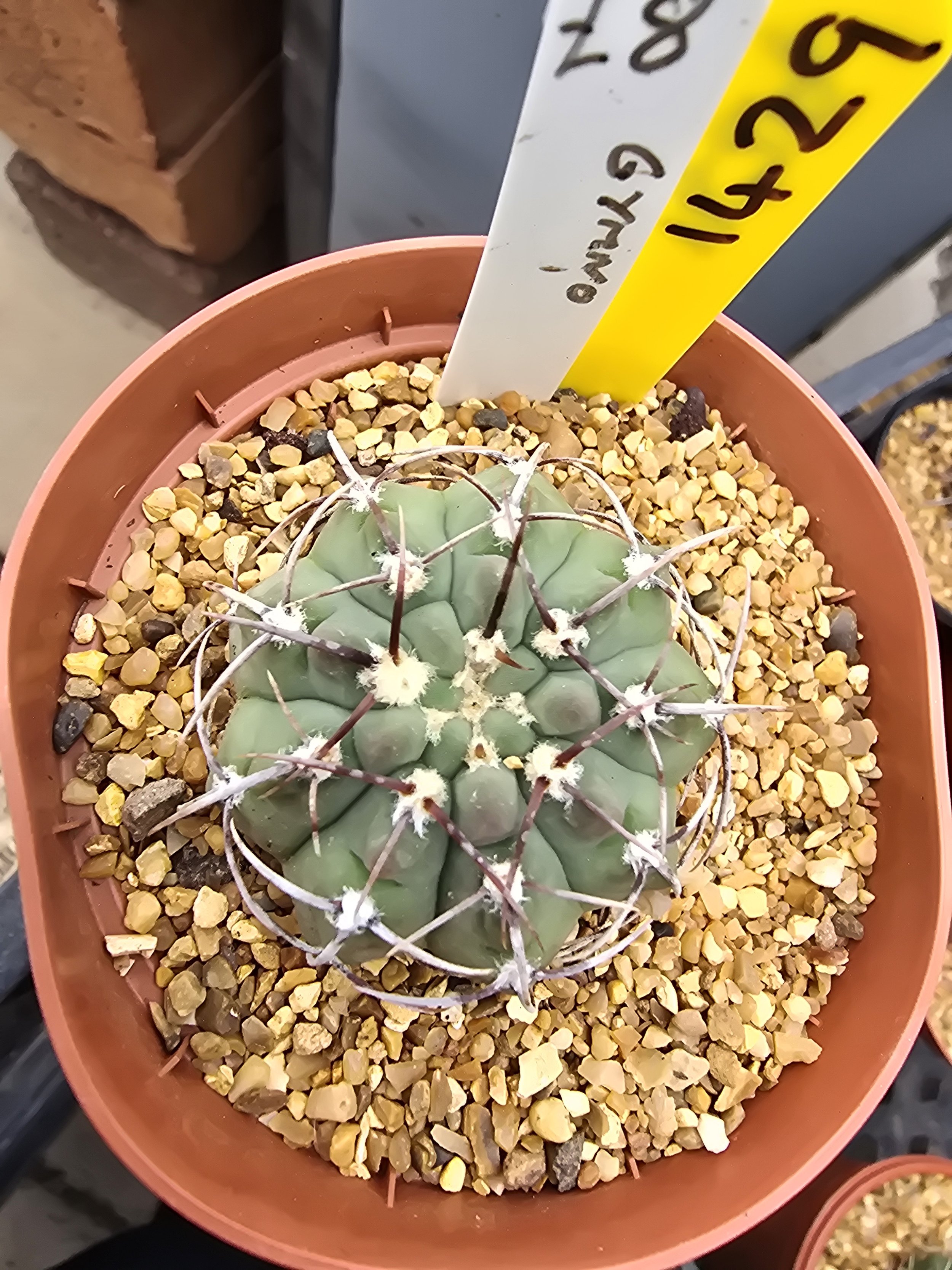GYMNOCALYCIUM