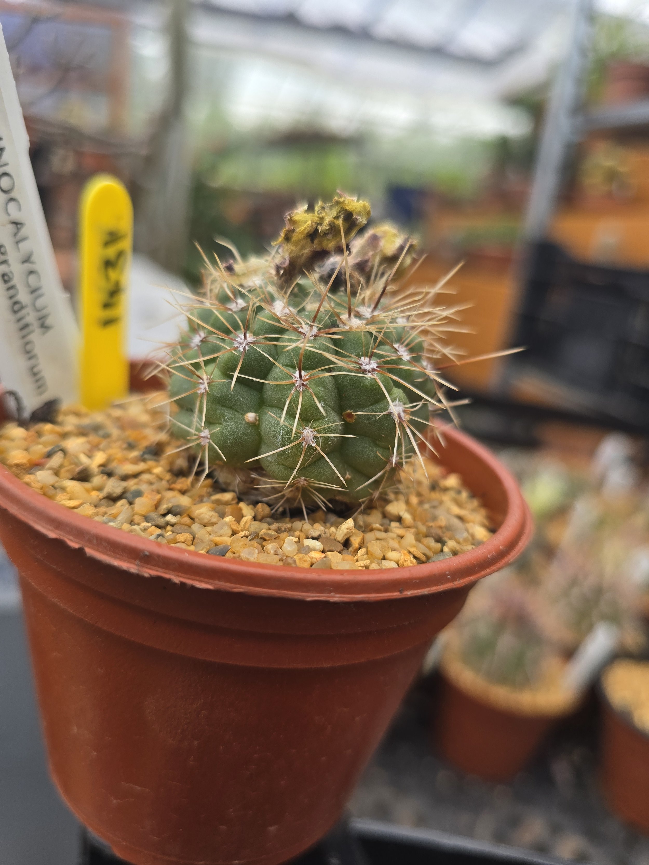 GYMNOCALYCIUM ANDREAE V. GRANDIFLORUM