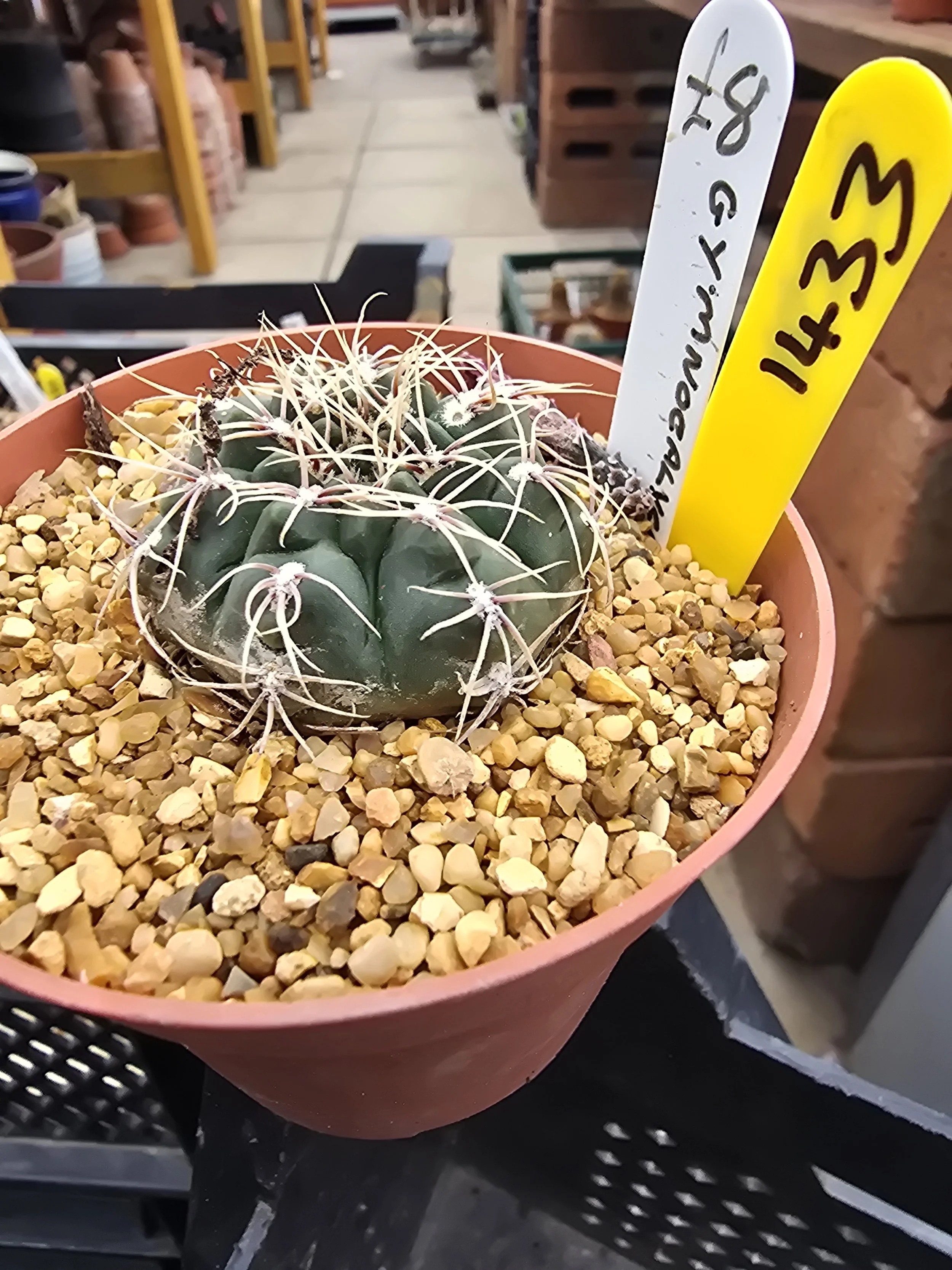 GYMNOCALYCIUM