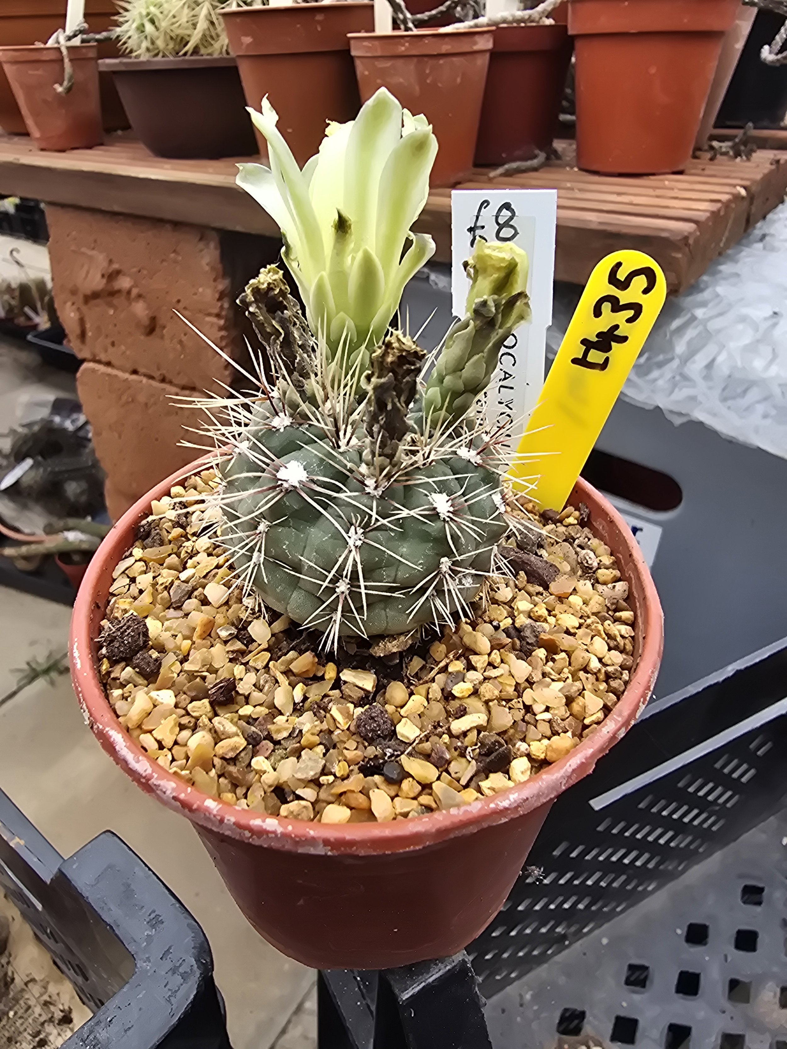 GYMNOCALYCIUM ANDREAE V. GRANDIFLORUM