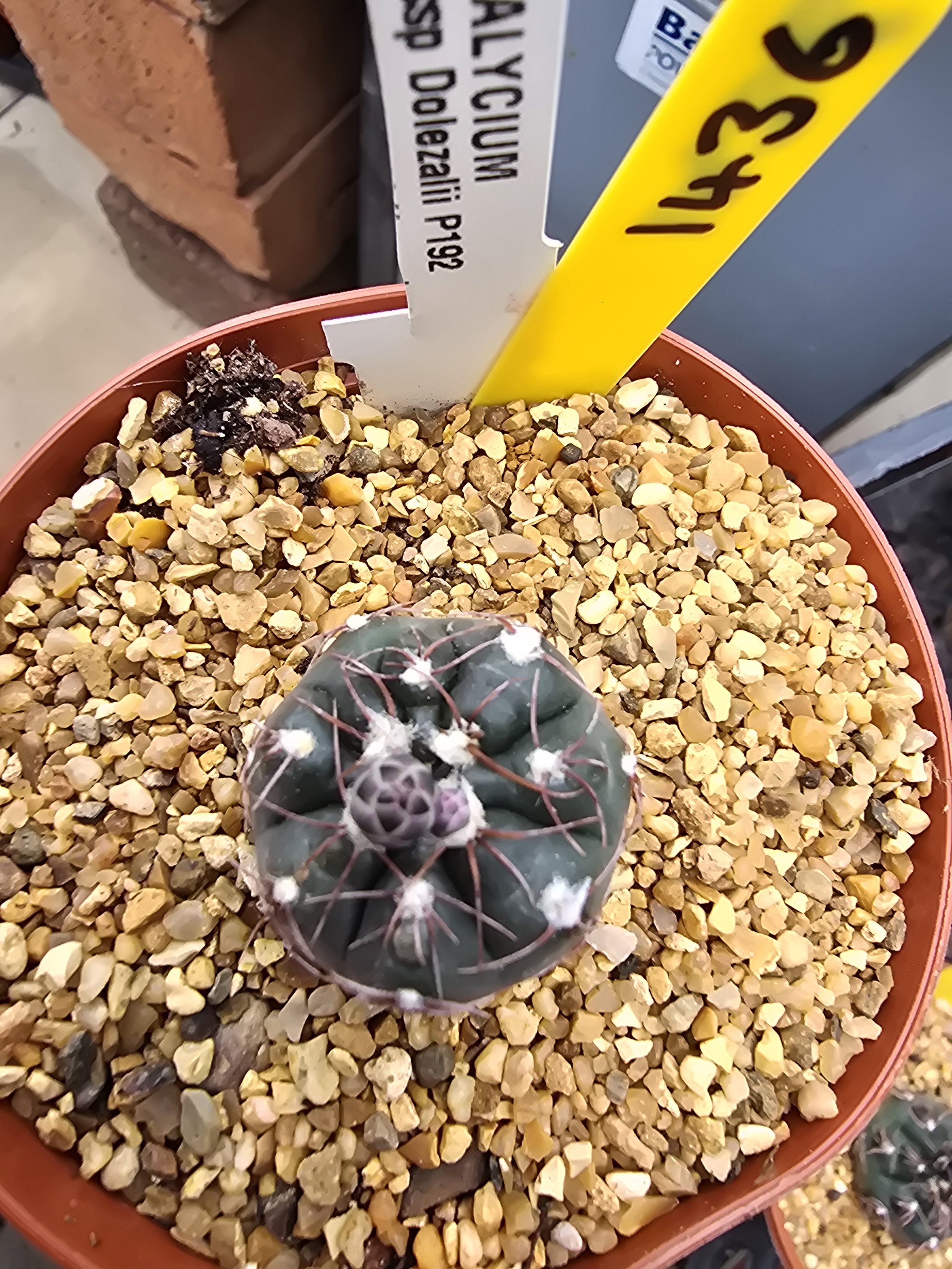 GYMNOCALYCIUM POESCHII SPP DOLEZALII P192