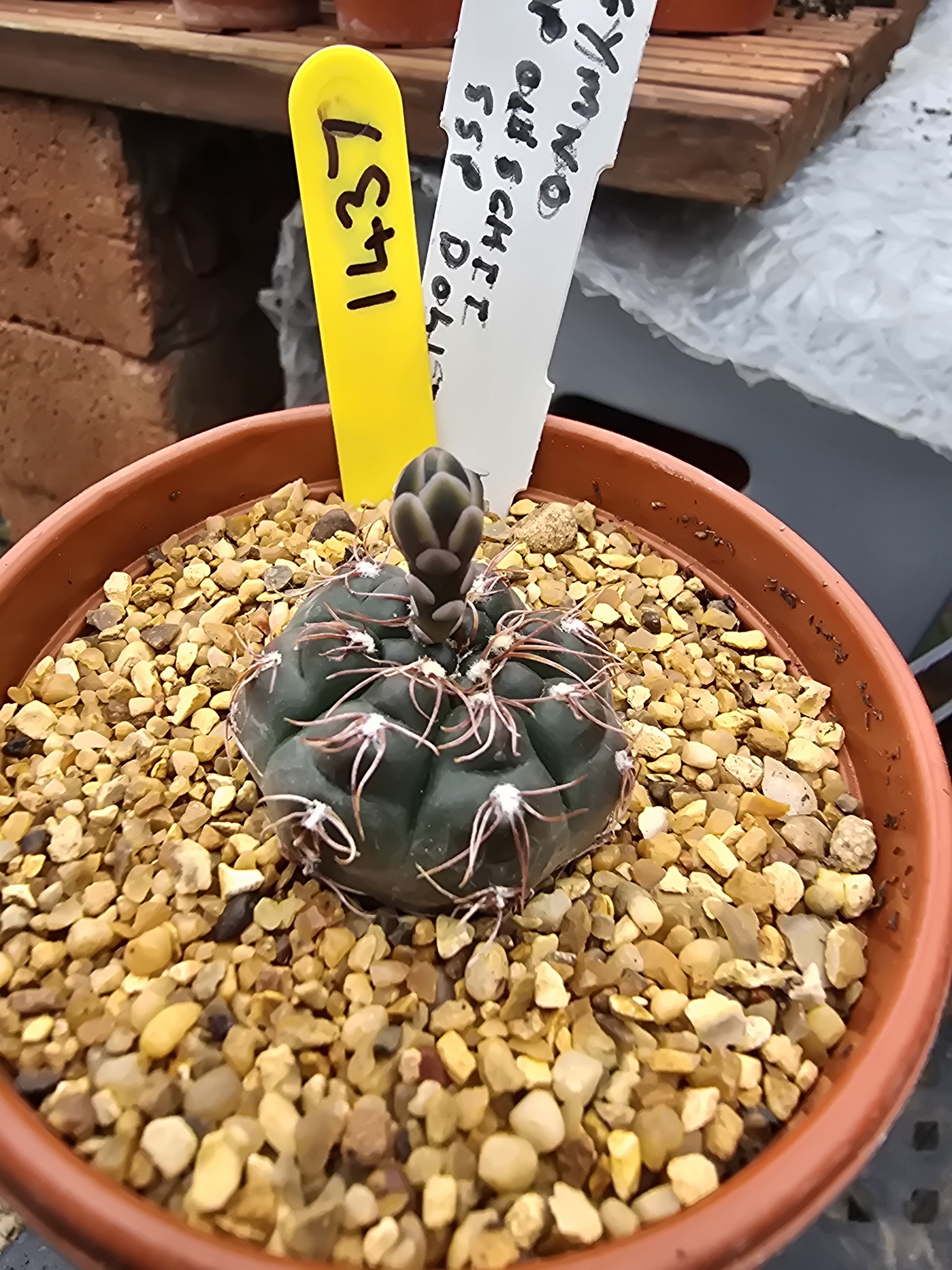GYMNOCALYCIUM POESCHII SSP DOLEZALII P192