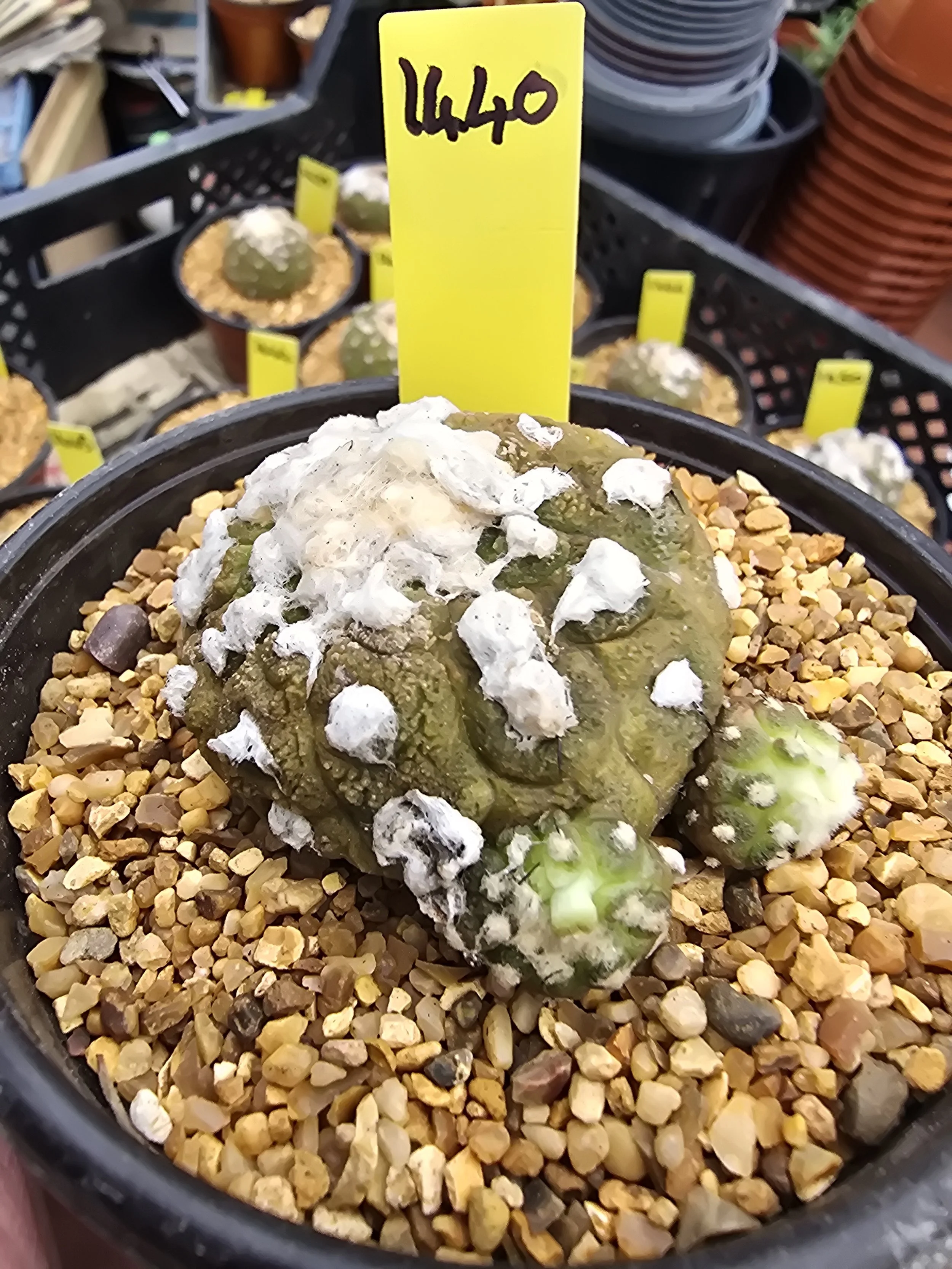 COPIAPOA HYPOGAEA CV. LIZARD SKIN
