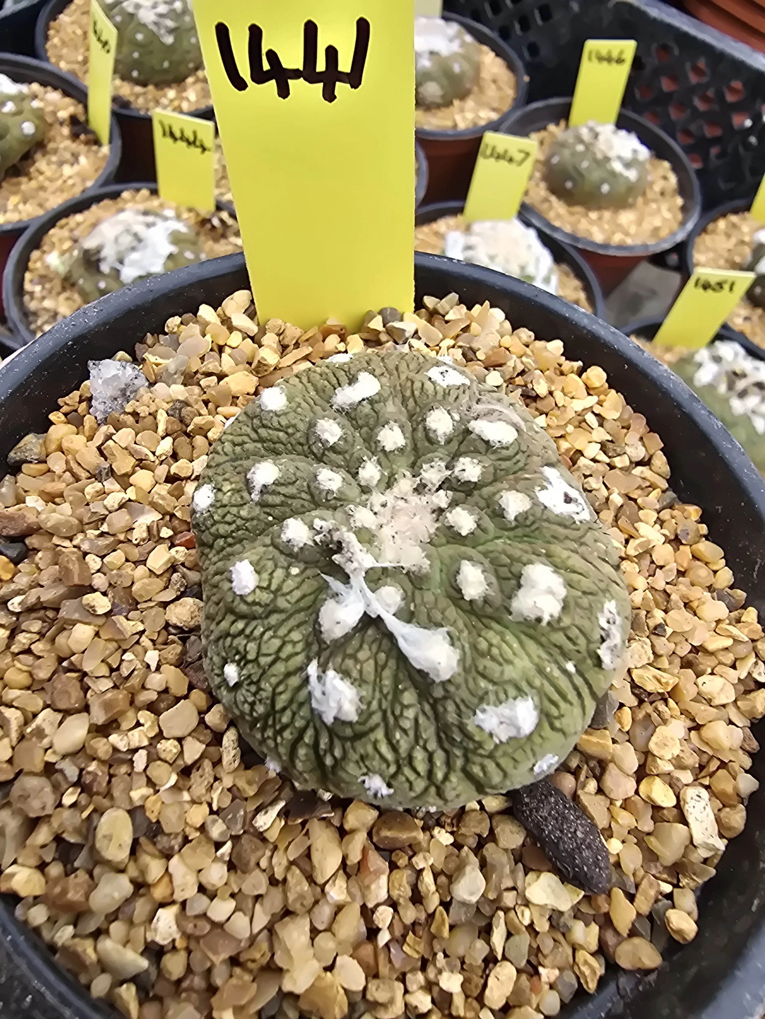 COPIAPOA HYPOGAEA CV. LIZARD SKIN