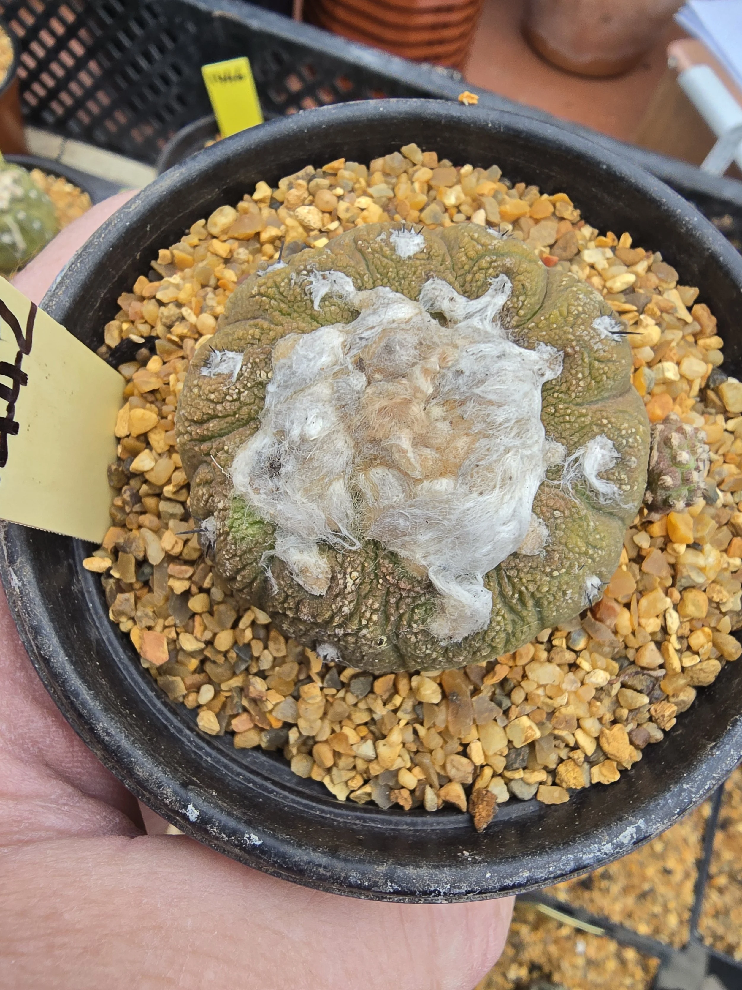 COPIAPOA HYPOGAEA CV. LIZARD SKIN