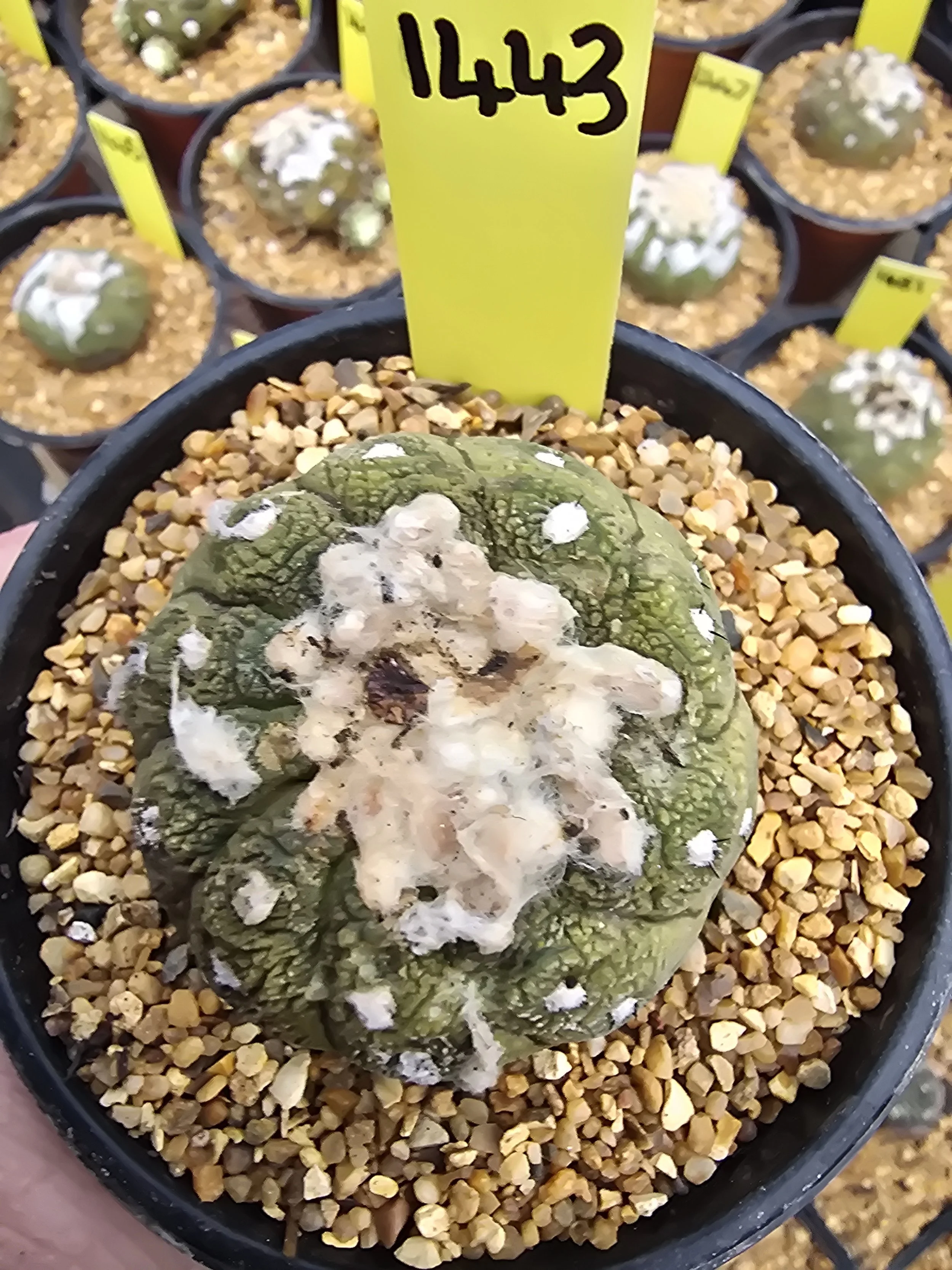 COPIAPOA HYPOGAEA CV. LIZARD SKIN