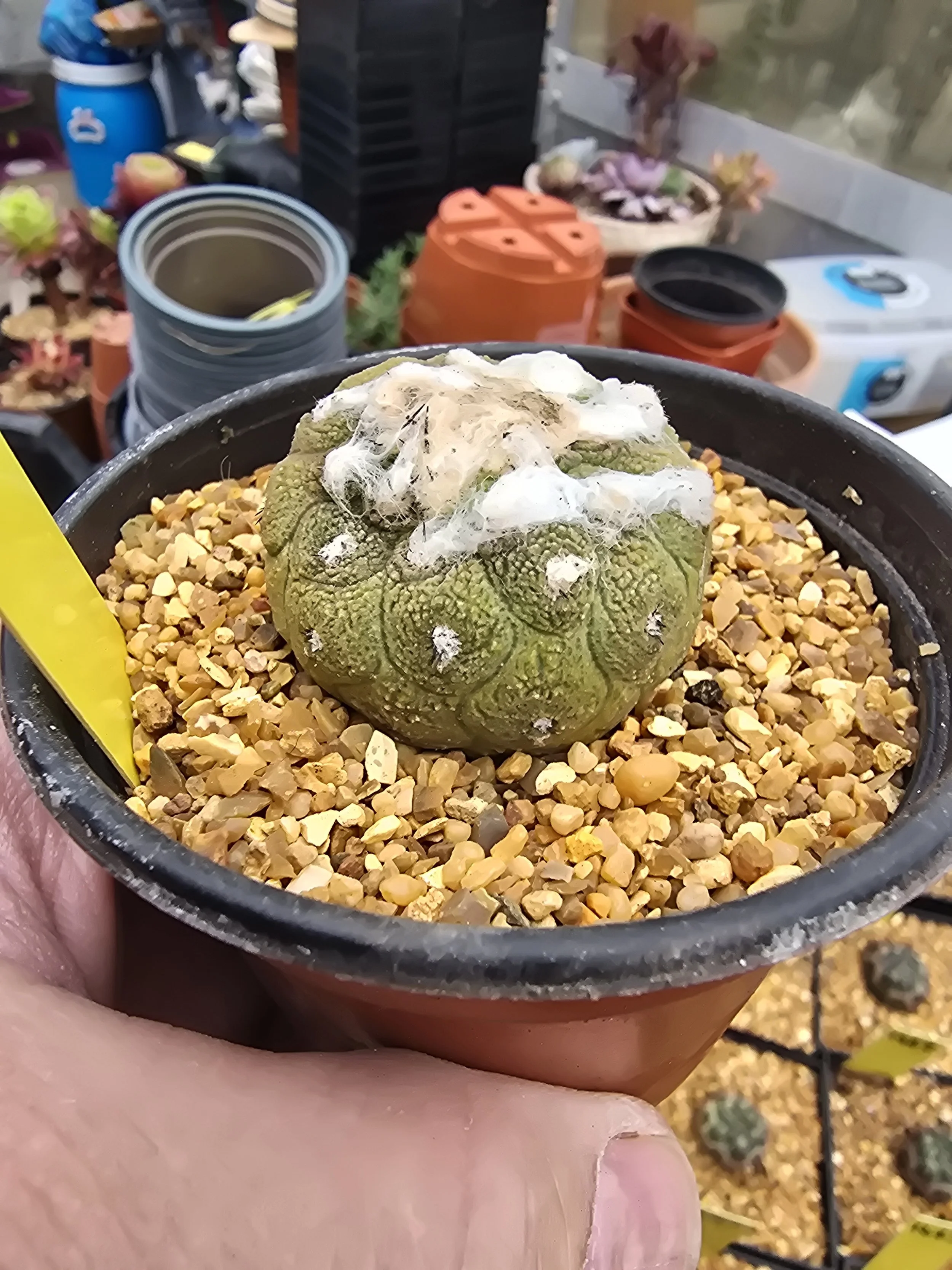 COPIAPOA HYPOGAEA CV. LIZARD SKIN