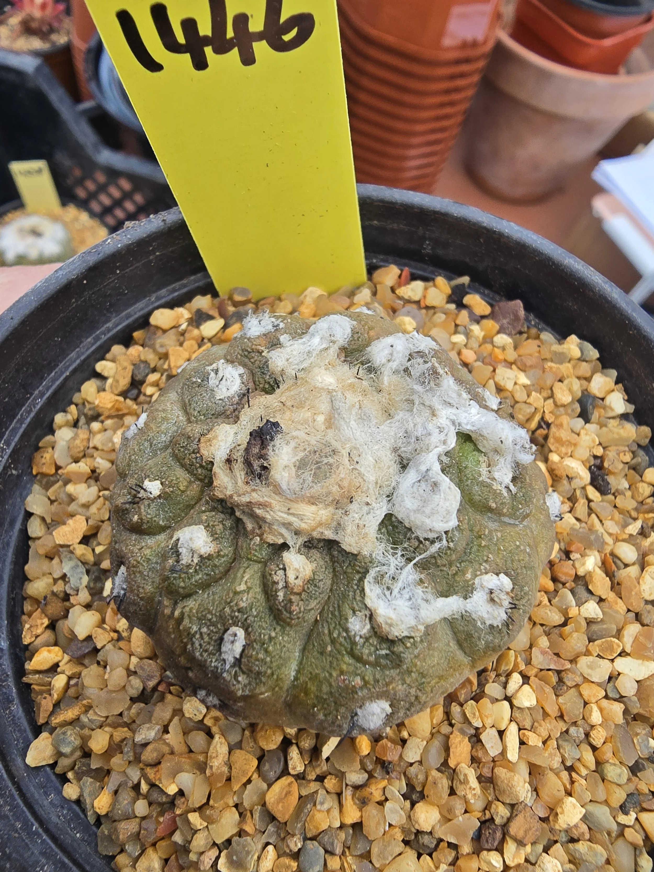 COPIAPOA HYPOGAEA CV. LIZARD SKIN