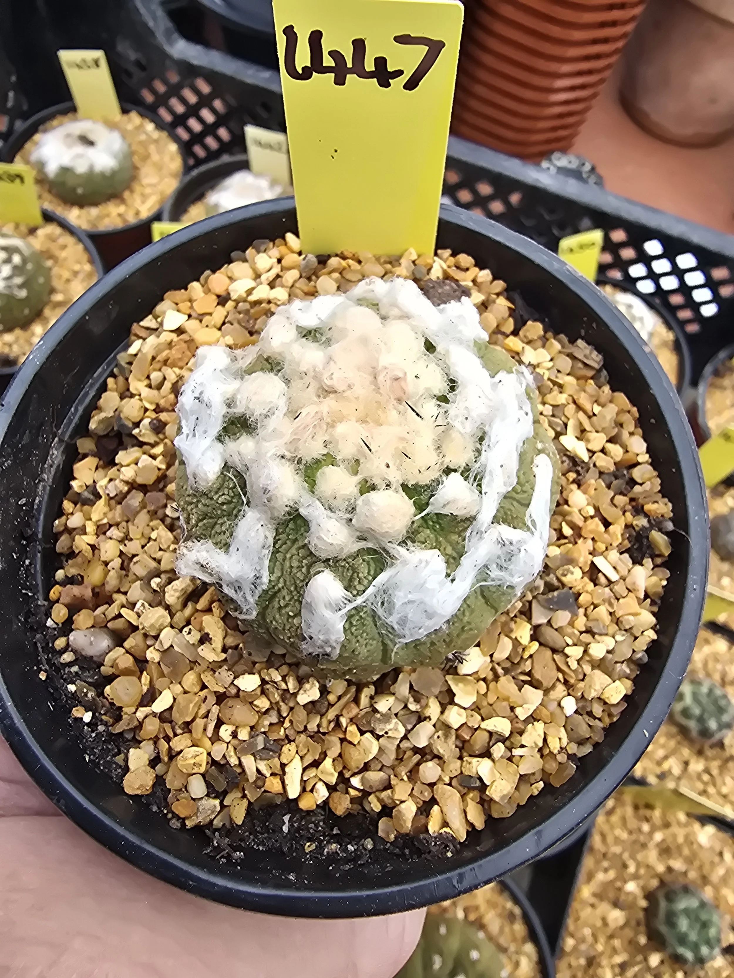 COPIAPOA HYPOGAEA CV. LIZARD SKIN