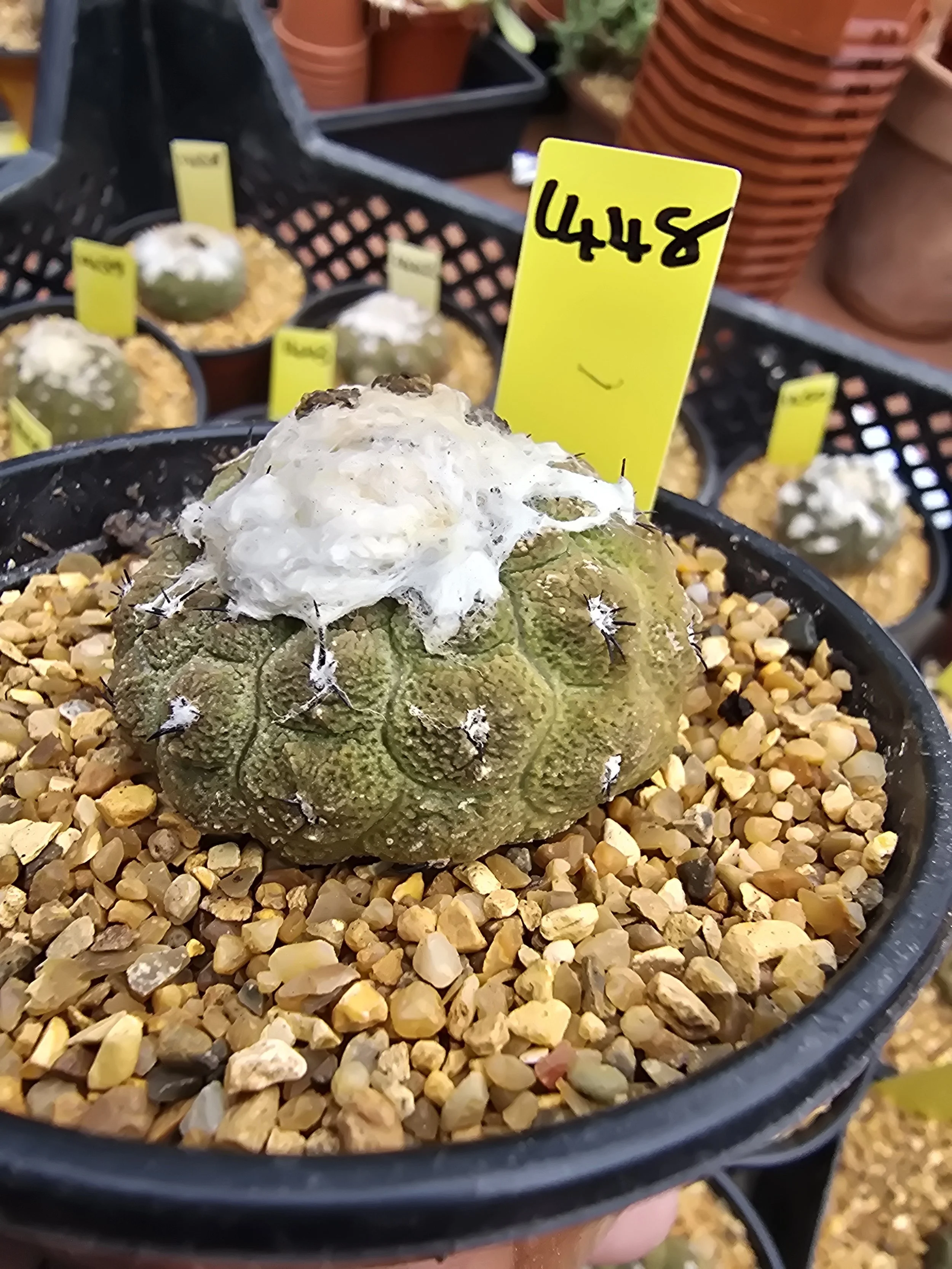 COPIAPOA HYPOGAEA CV. LIZARD SKIN