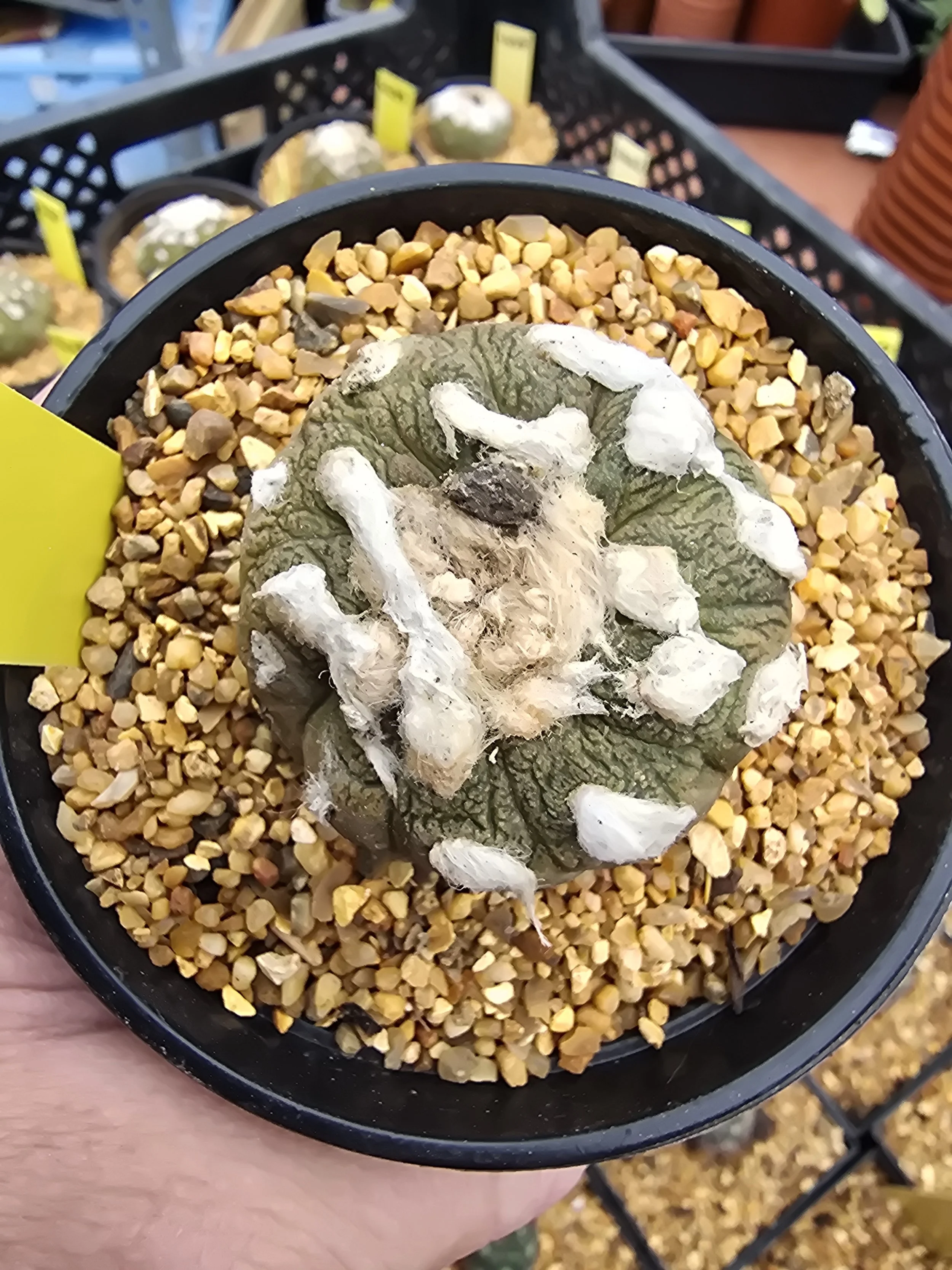 COPIAPOA HYPOGAEA CV. LIZARD SKIN